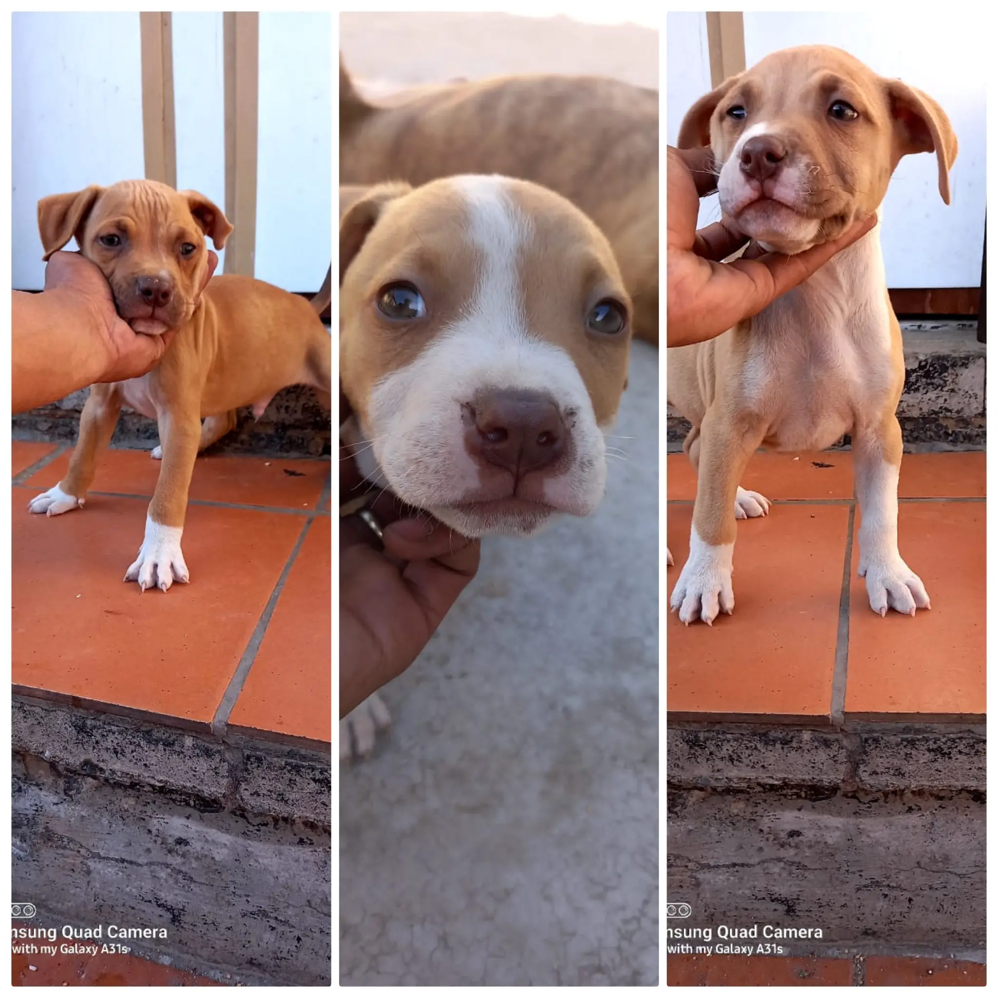 Pitbull Puppies in Johannesburg (12/10/2021)