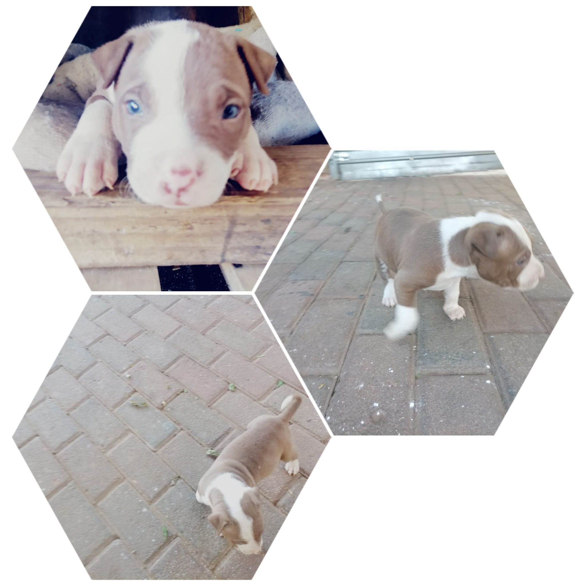 Pitbull Puppies in Johannesburg (15/10/2021)