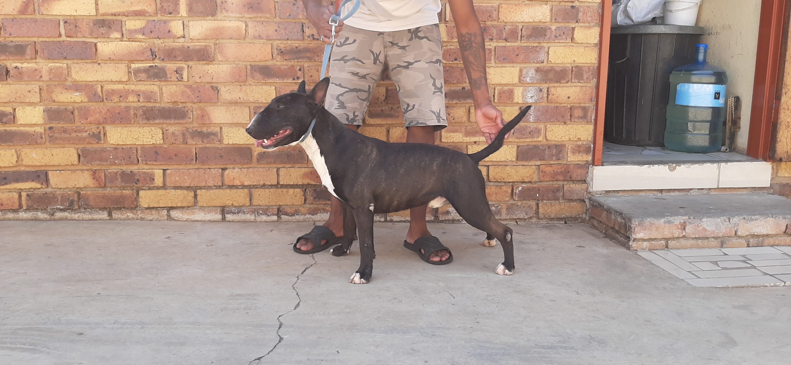 Bull Terrier Puppies in Johannesburg (18/10/2021)