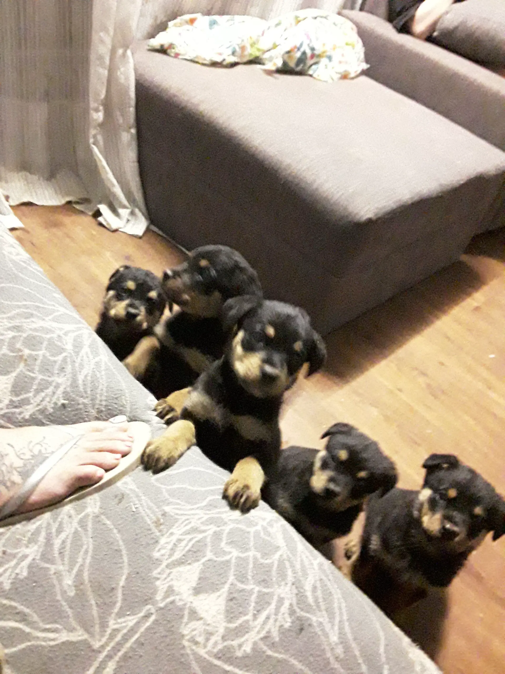 Rottweiler Puppies in East Rand (02/10/2021)