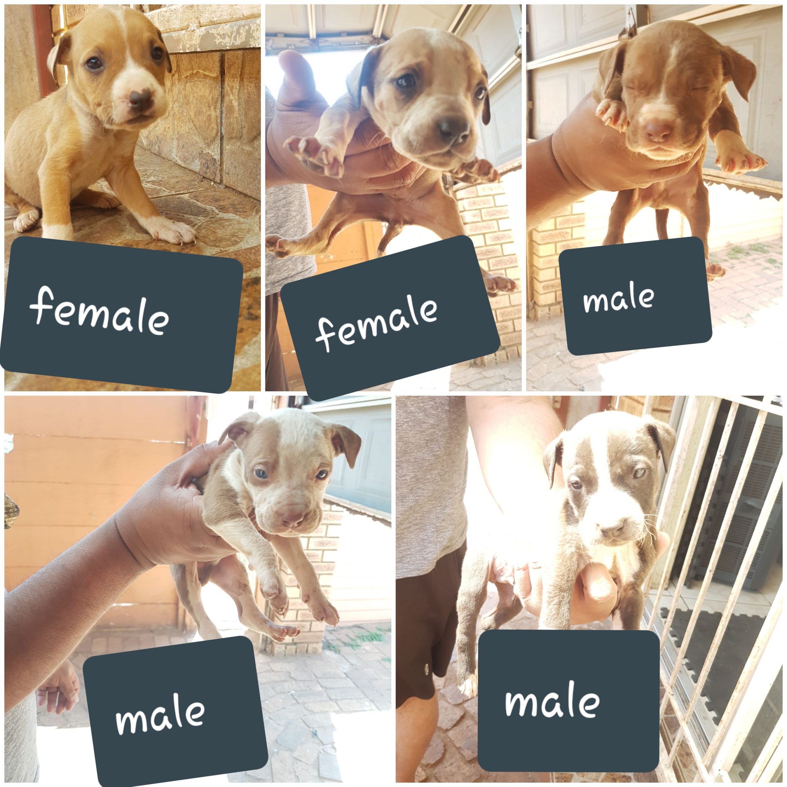 Pitbull Puppies in Johannesburg (16/10/2021)