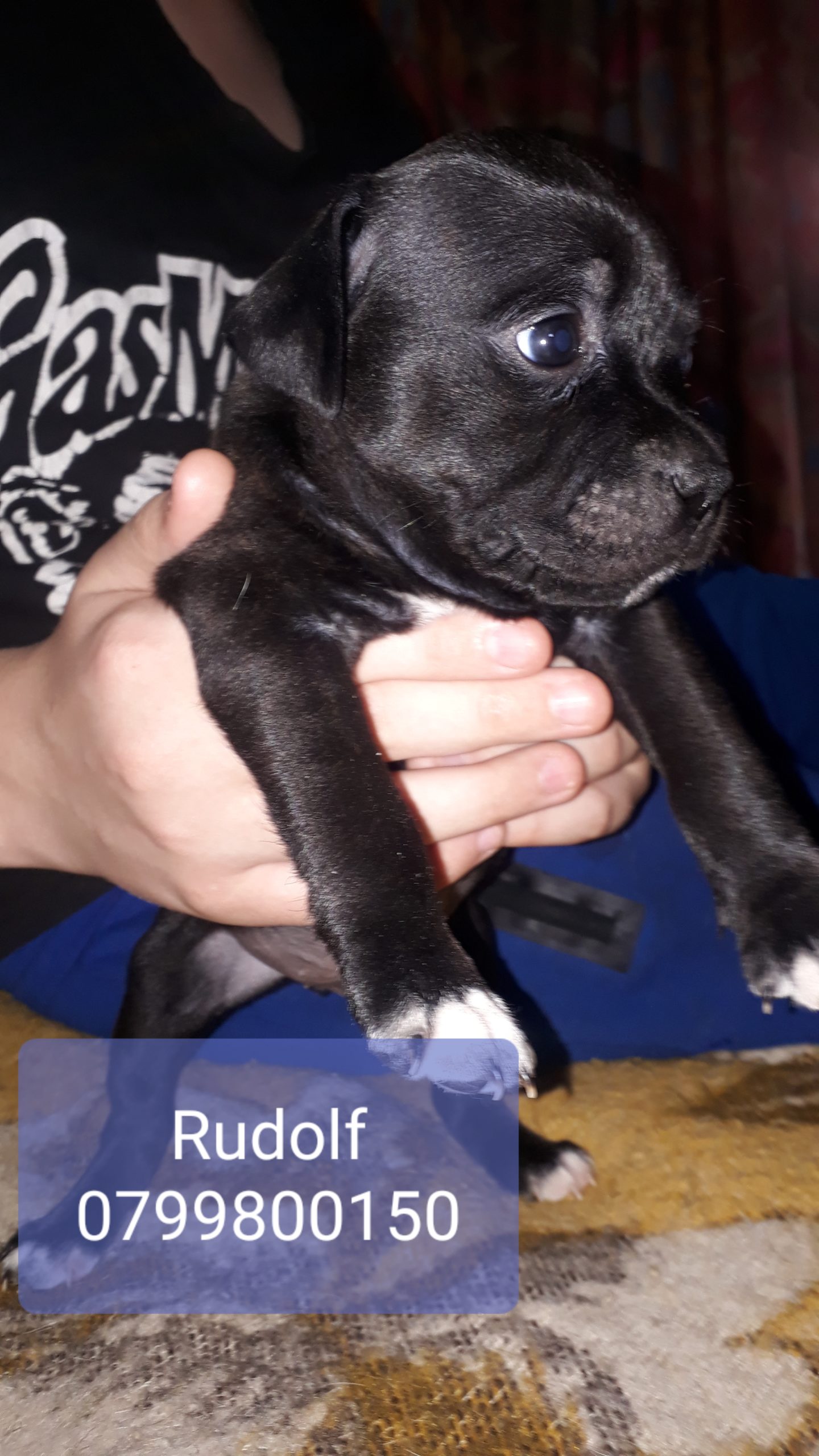 Staffie Puppies in Pretoria (01/10/2021)