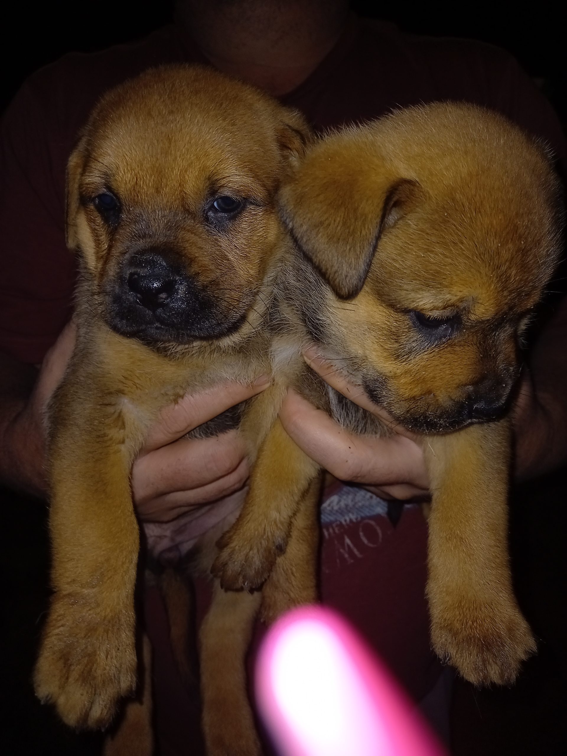 Rottweiler Puppies in Kwazulu Natal (18/10/2021)