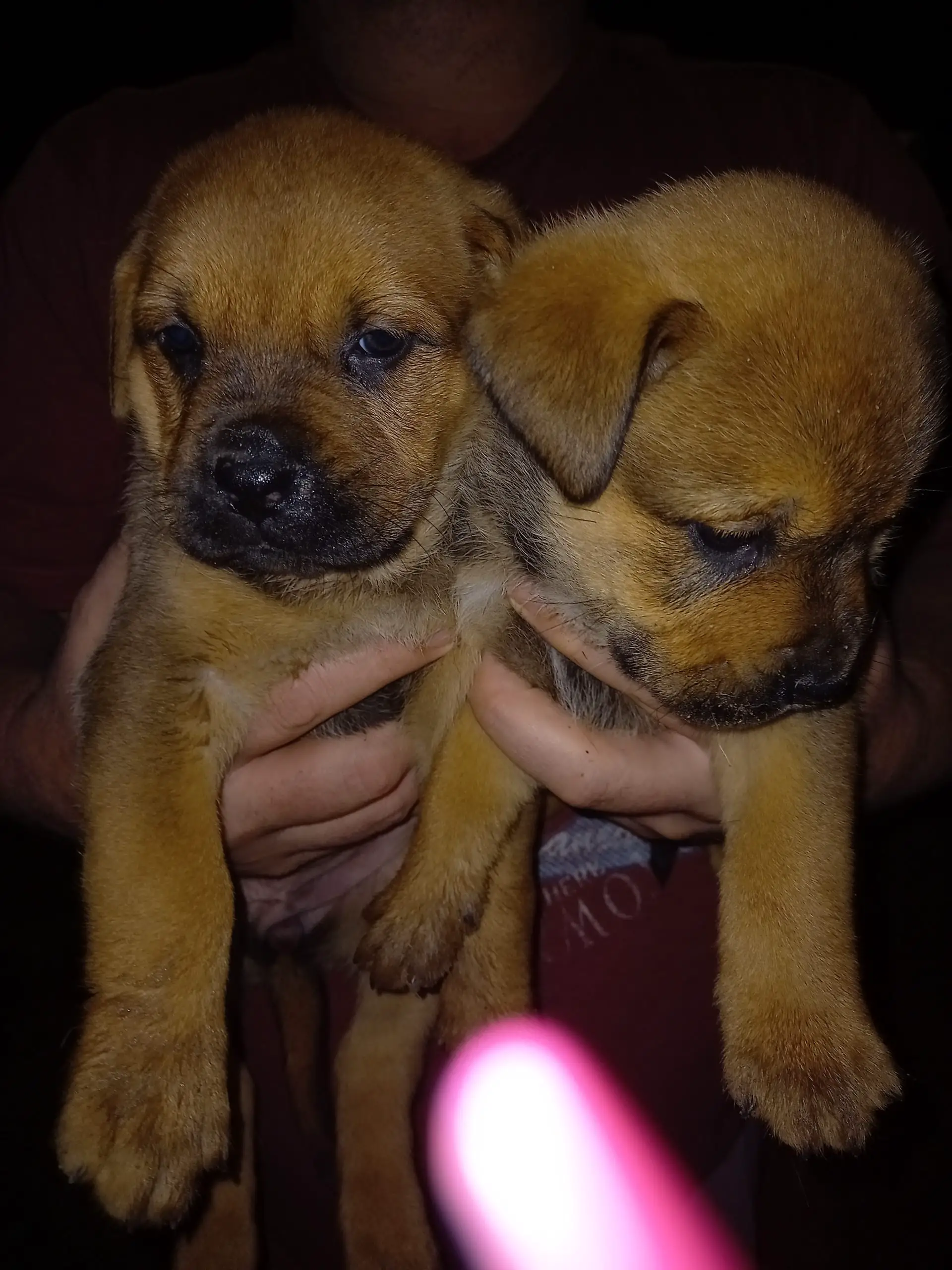 Rottweiler Puppies in Kwazulu Natal (24/10/2021)