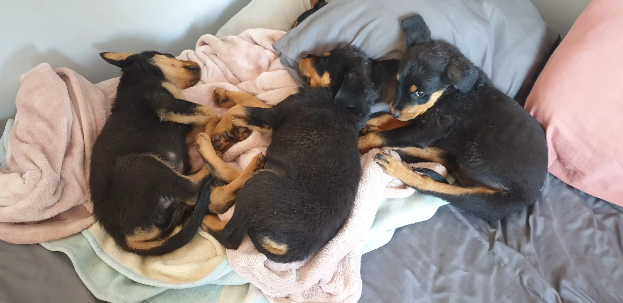 Rottweiler Puppies in East Rand (22/10/2021)