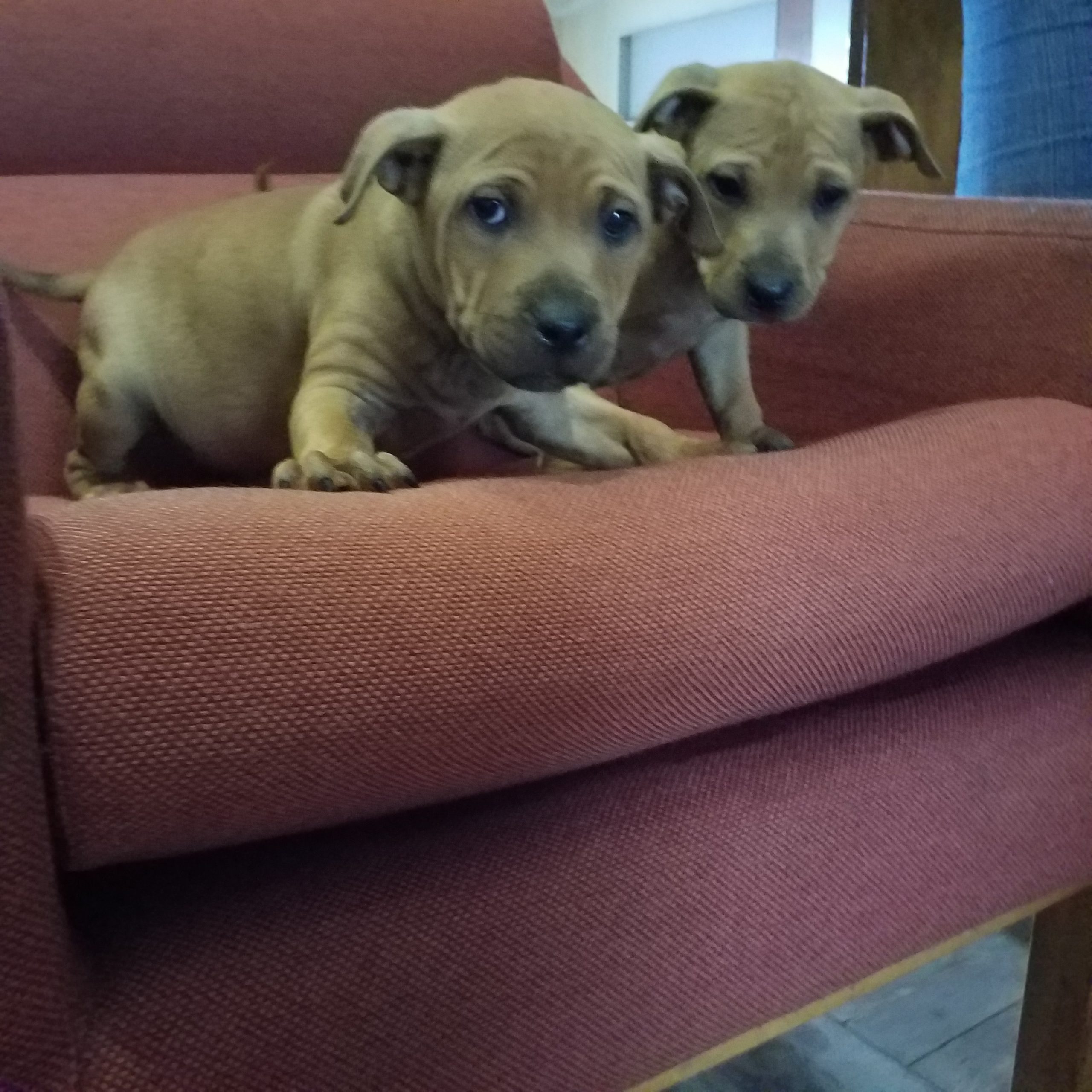 Pitbull Puppies in Cape Town (15/10/2021)