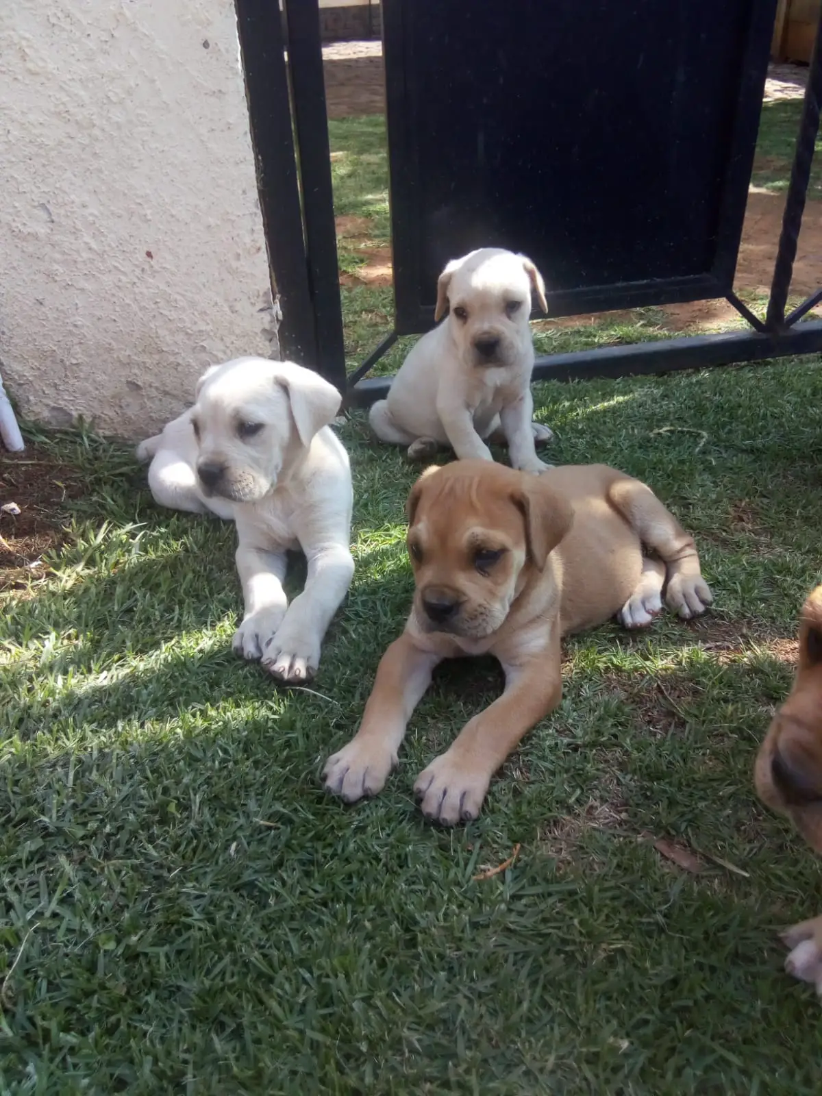 Boerboel Puppies in Johannesburg (19/10/2021)