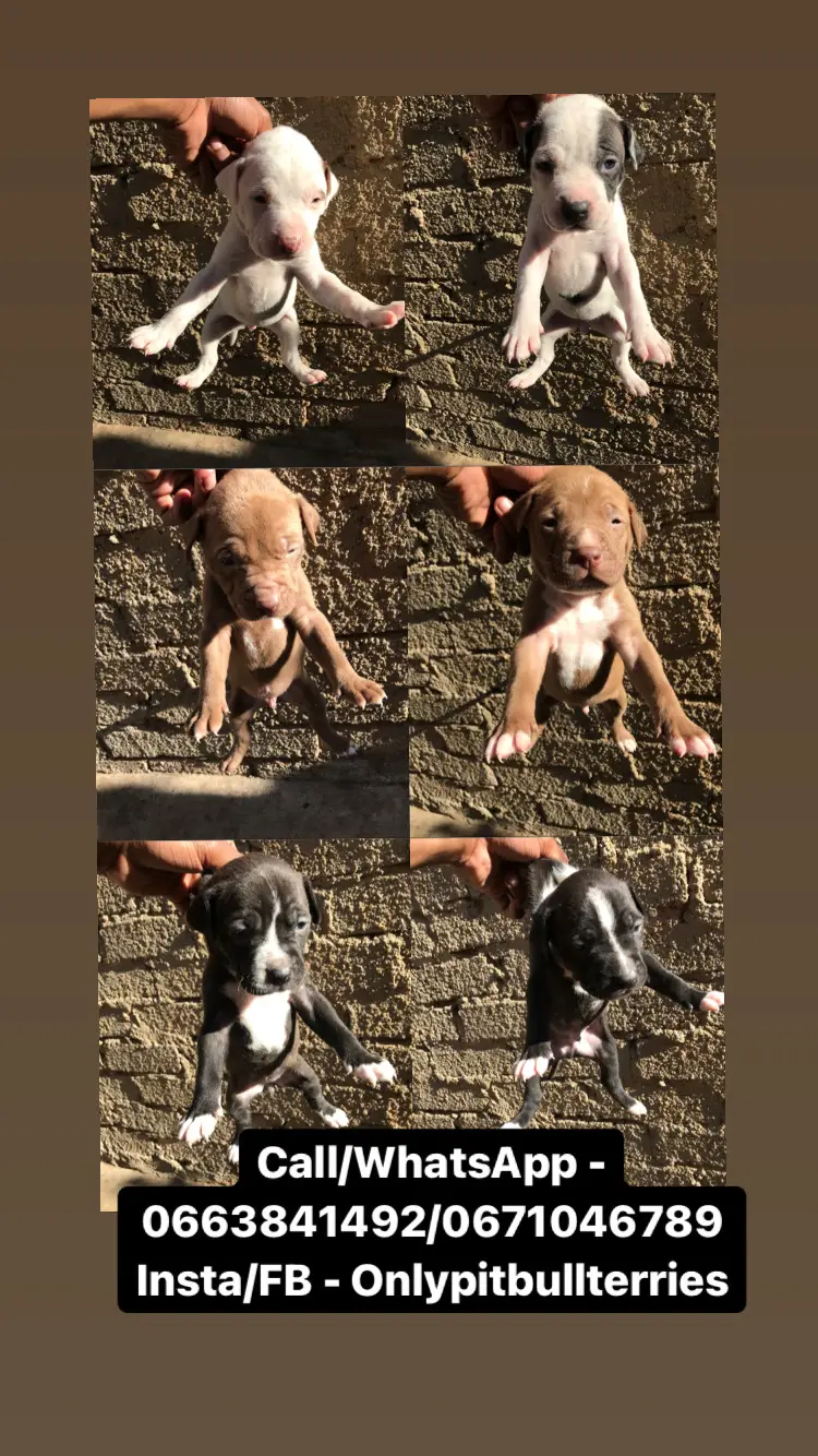 Pitbull Puppies in Johannesburg (13/10/2021)
