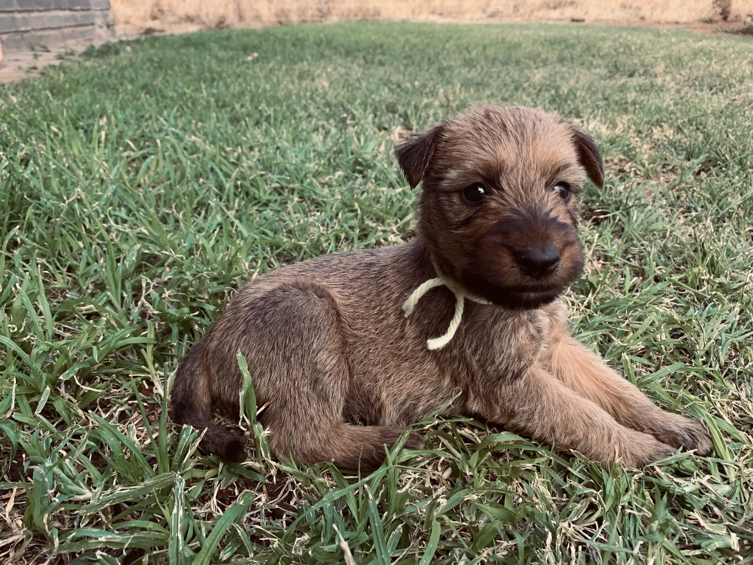 Terrier Puppies in Pretoria (10/10/2021)