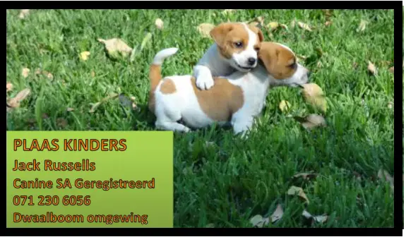 Jack Russell Puppies in Other (16/10/2021)