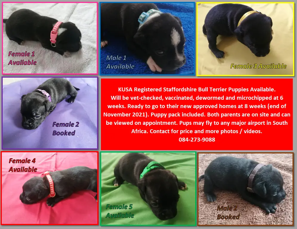 Staffie Puppies in East Rand (29/10/2021)