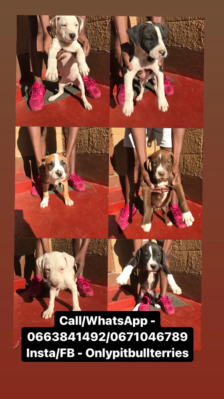 Pitbull Puppies in Johannesburg (13/10/2021)