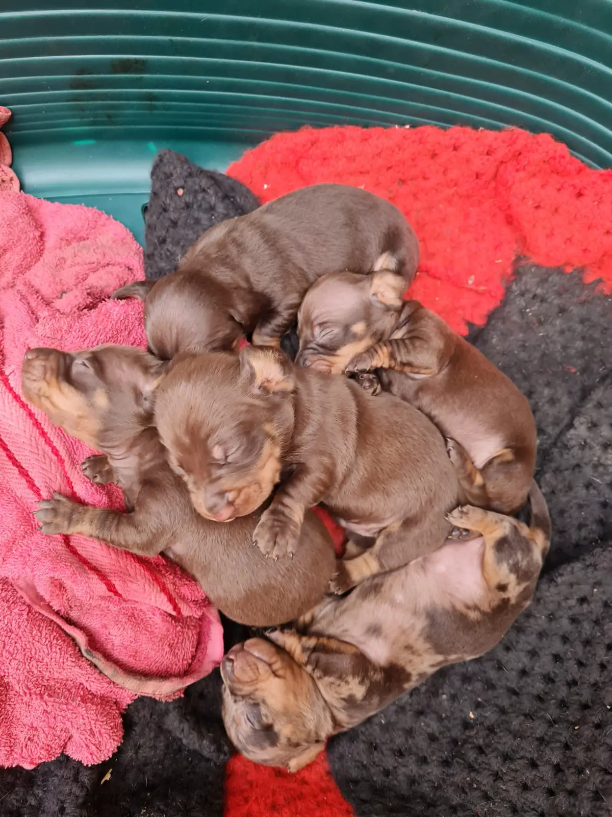 Dachshund Puppies in Bloemfontein (05/10/2021)