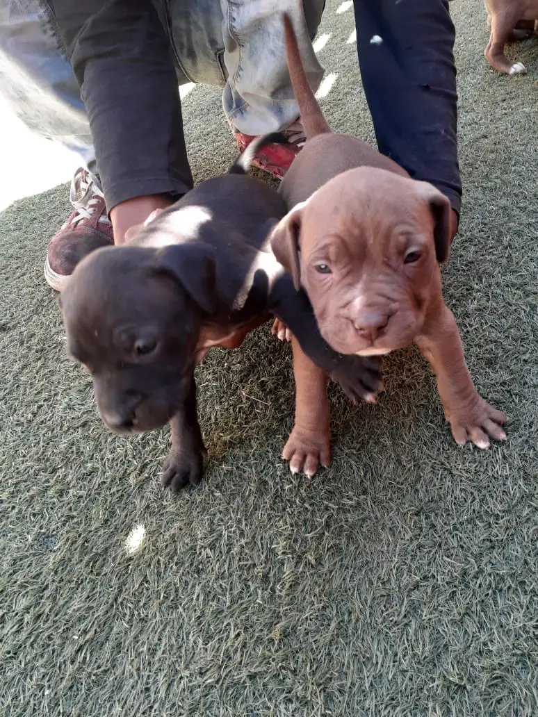 Pitbull Puppies in Johannesburg (12/10/2021)