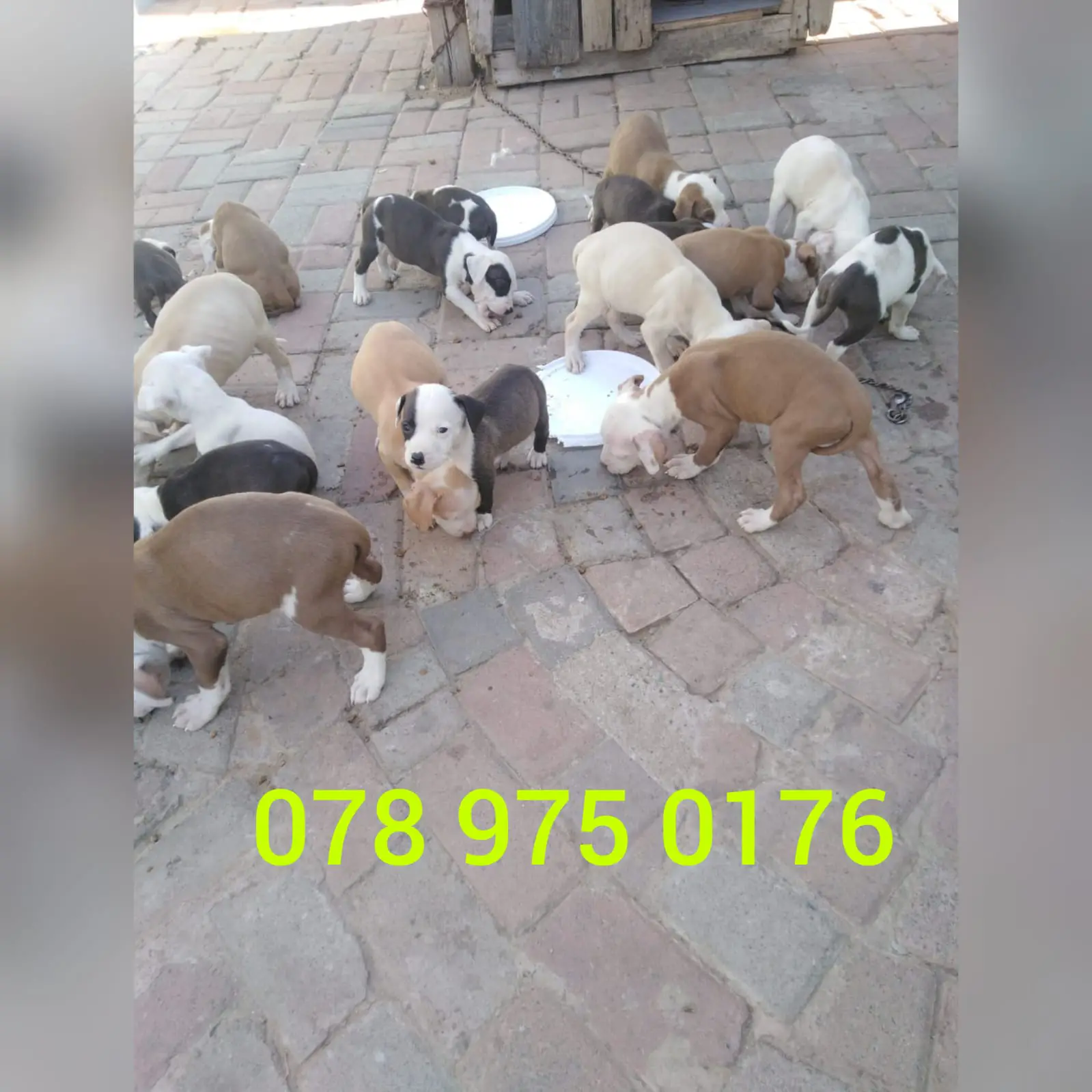 Pitbull Puppies in Johannesburg (18/10/2021)