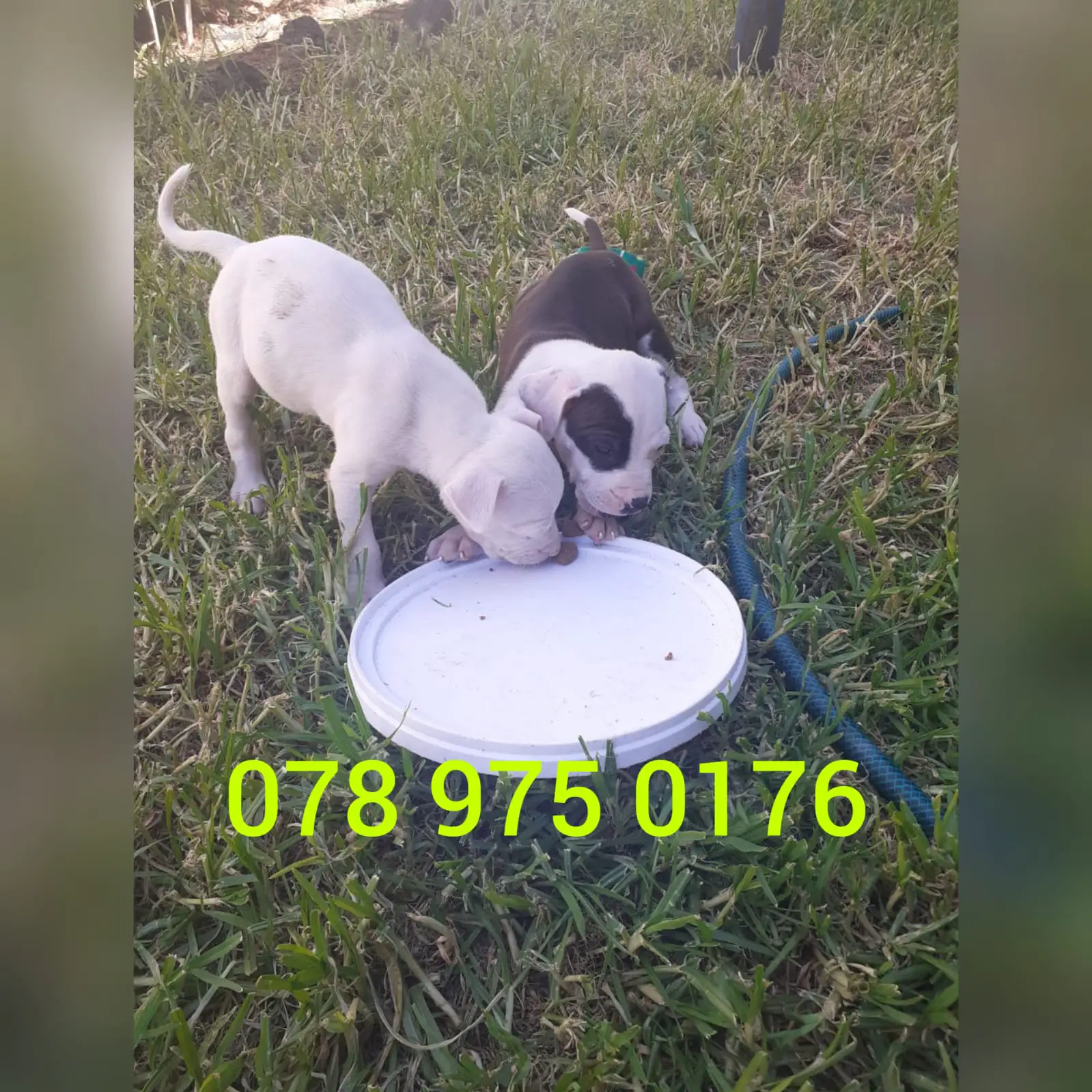 Pitbull Puppies in Johannesburg (18/10/2021)