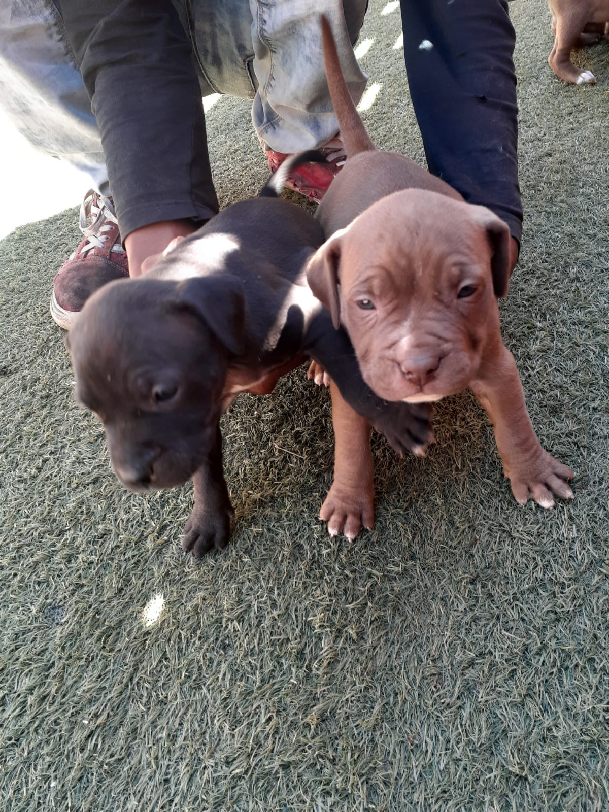 Pitbull Puppies in Johannesburg (23/10/2021)