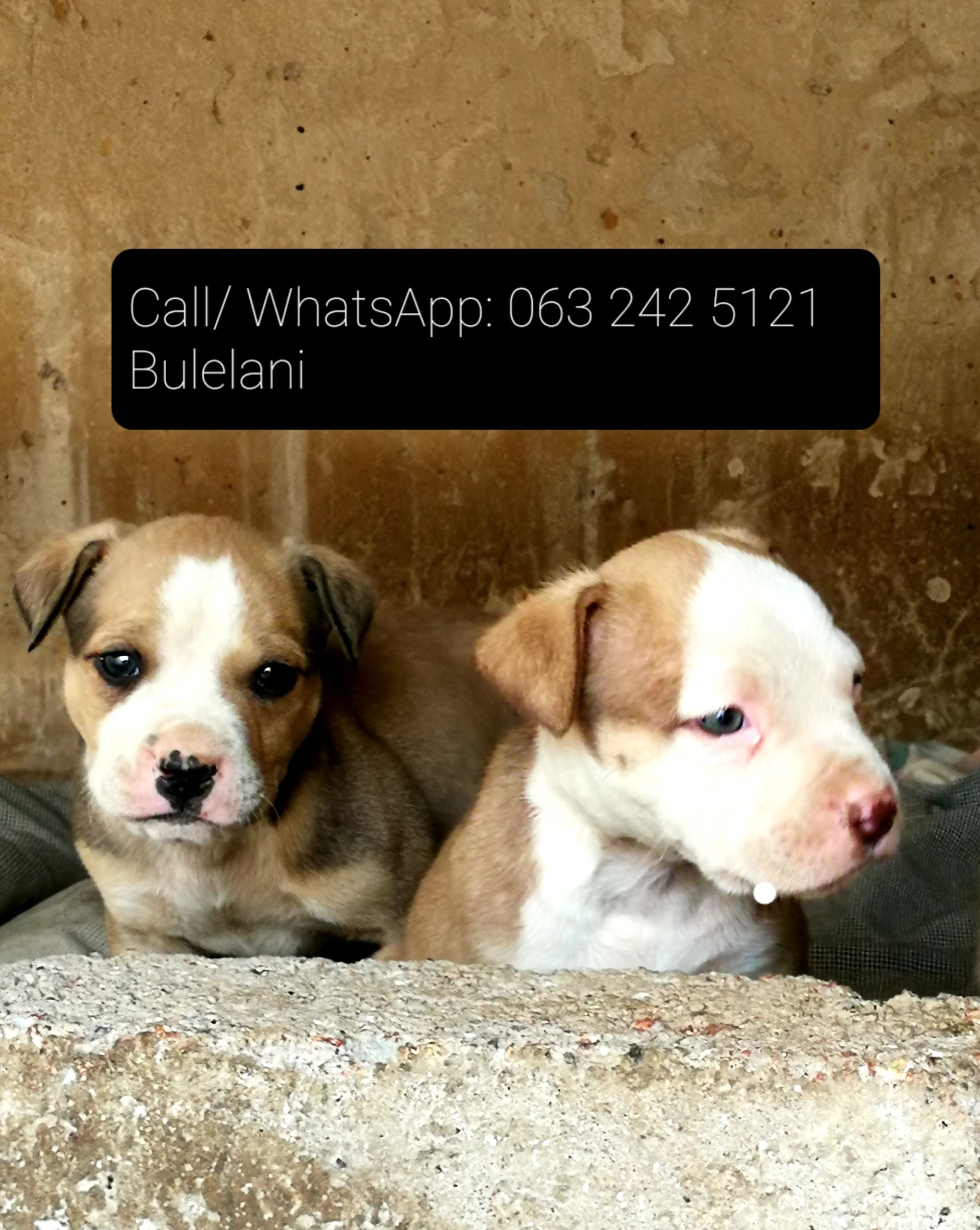 Pitbull Puppies in Johannesburg (07/10/2021)