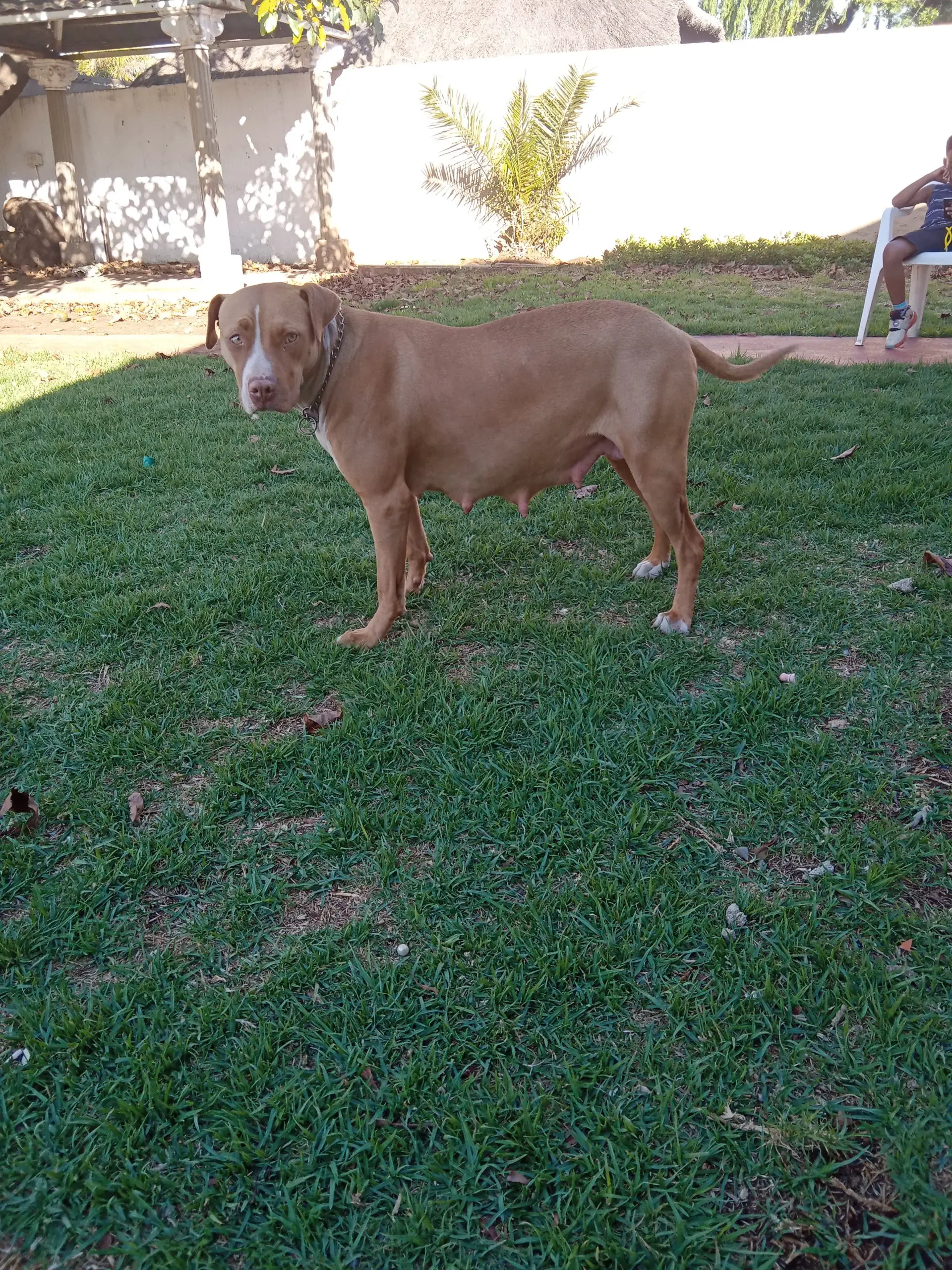 Pitbull Puppies in Johannesburg (11/10/2021)