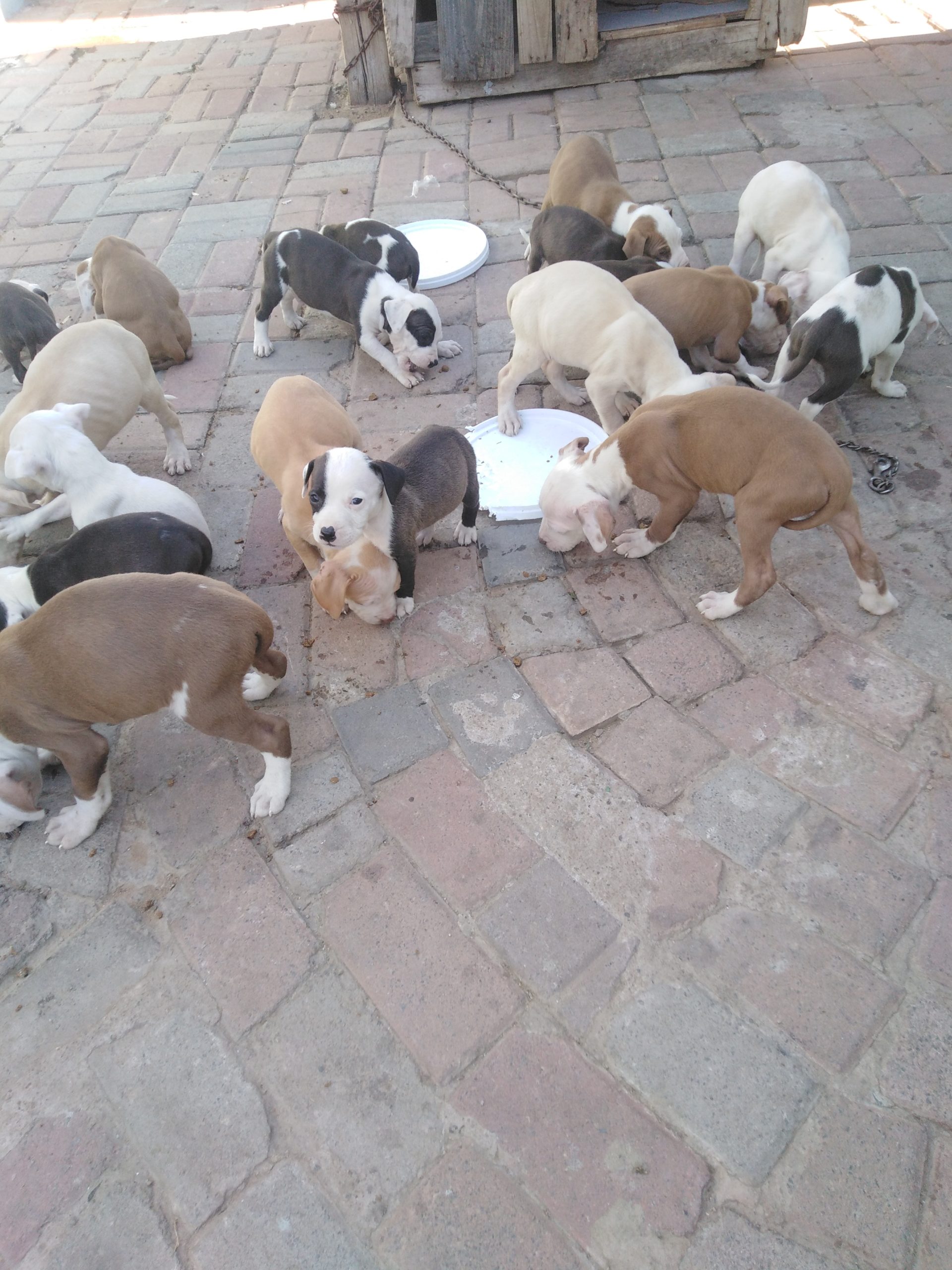 Pitbull Puppies in Other (15/10/2021)
