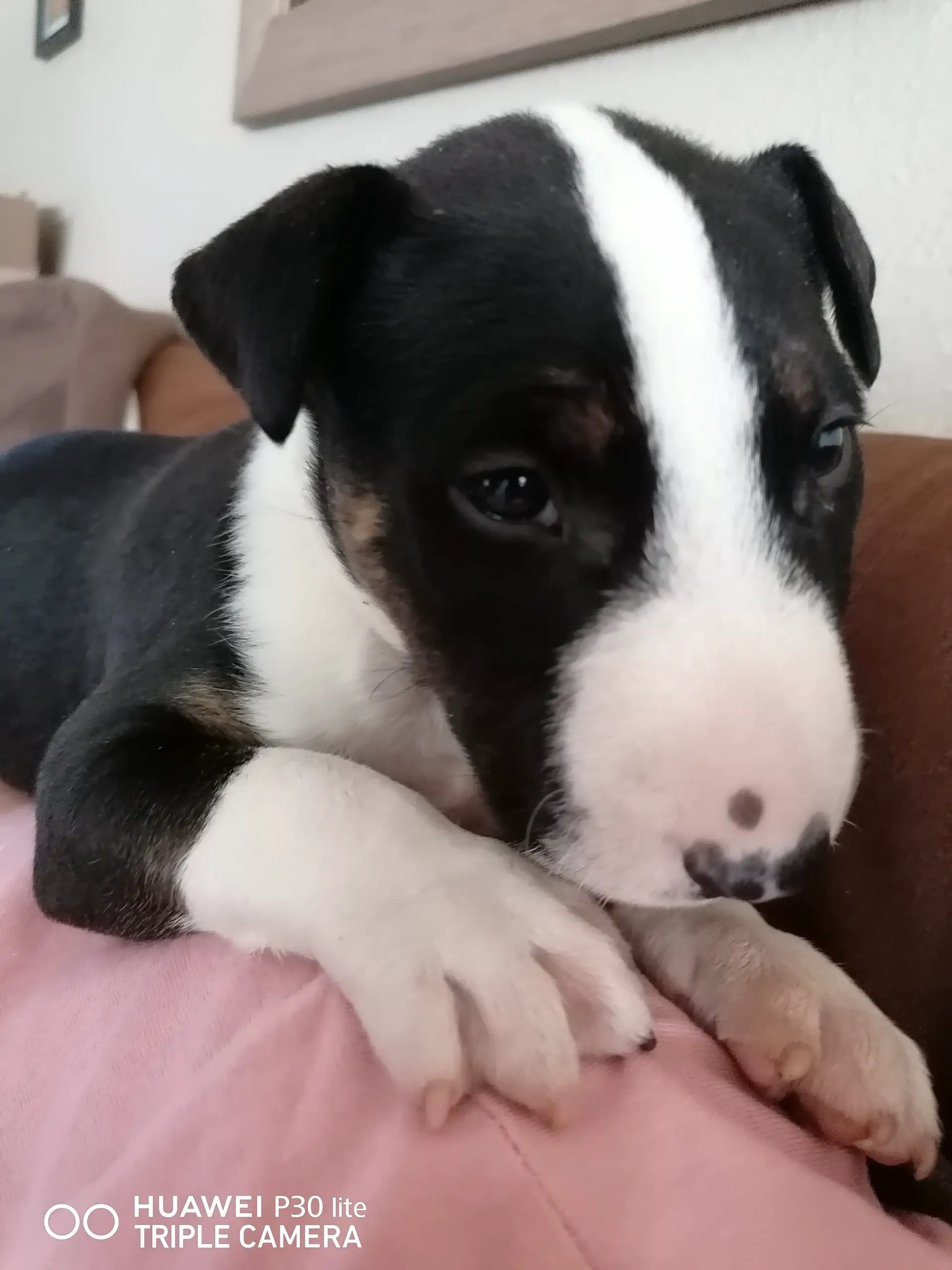 Bull Terrier Puppies in East Rand (18/10/2021)