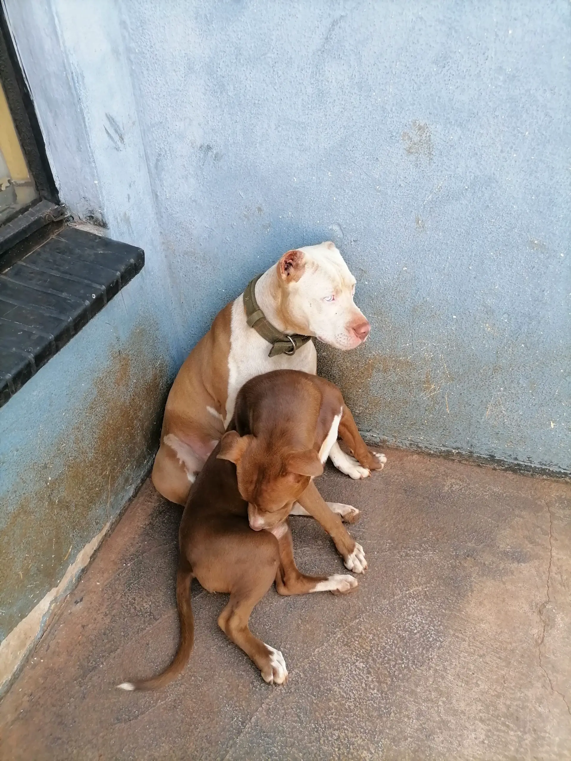 Pitbull Puppies in Pretoria (26/10/2021)