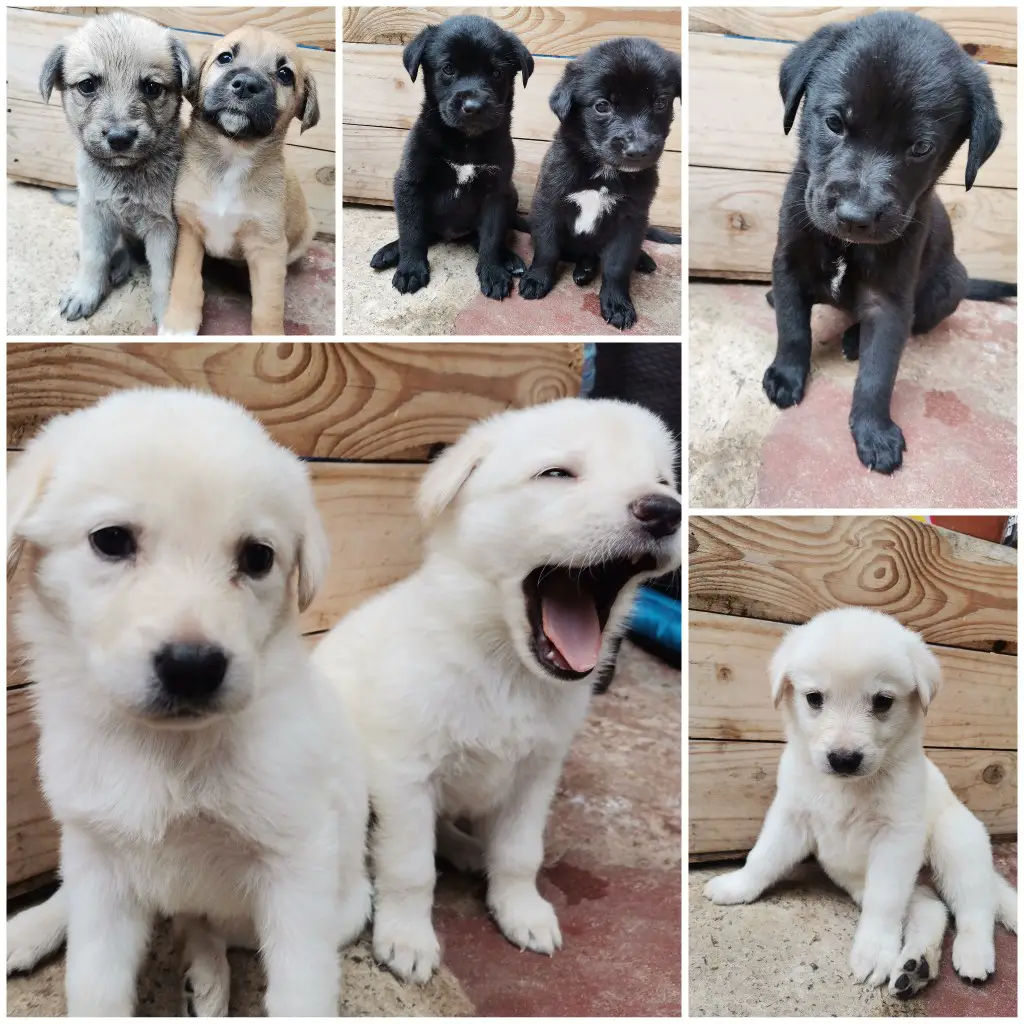 Other Puppies in Other (30/10/2021)