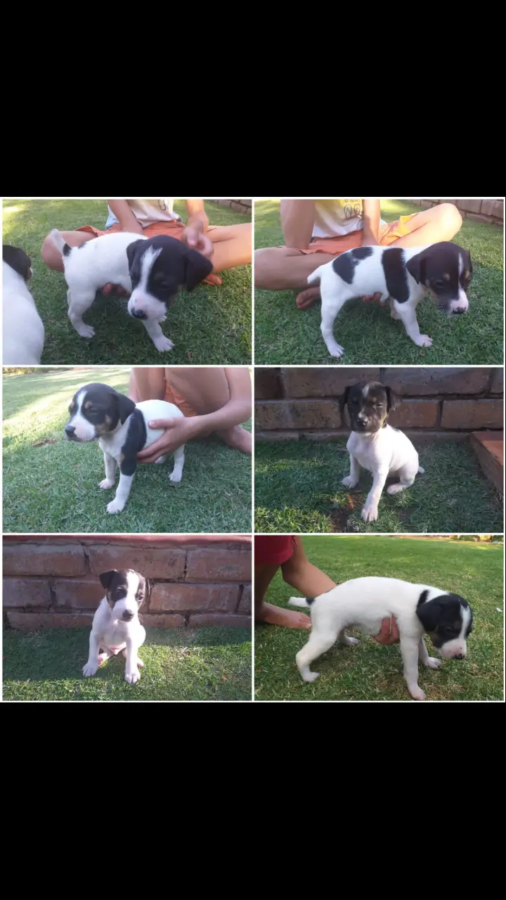 Terrier Puppies in Pretoria (11/10/2021)