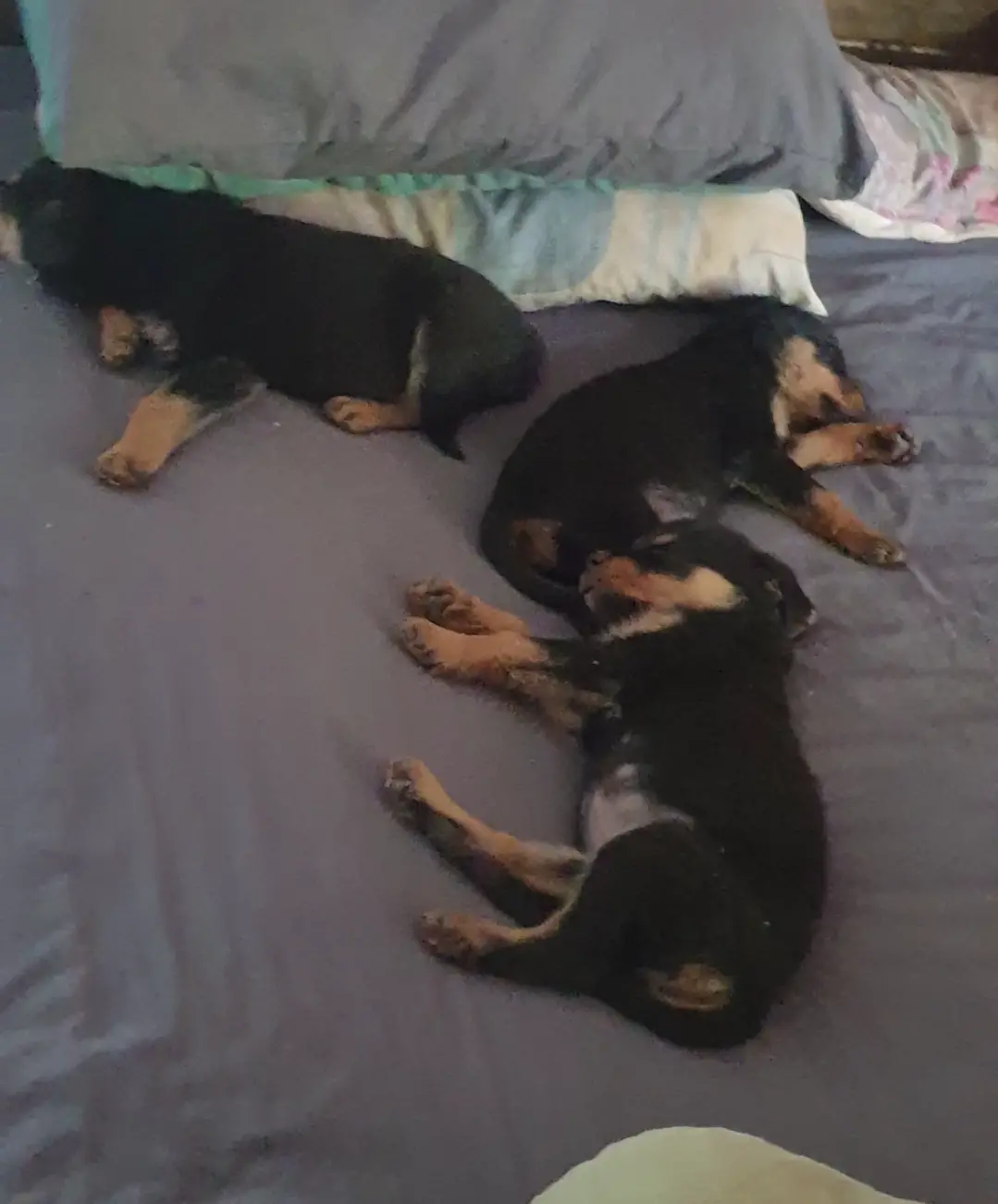 Rottweiler Puppies in East Rand (11/10/2021)