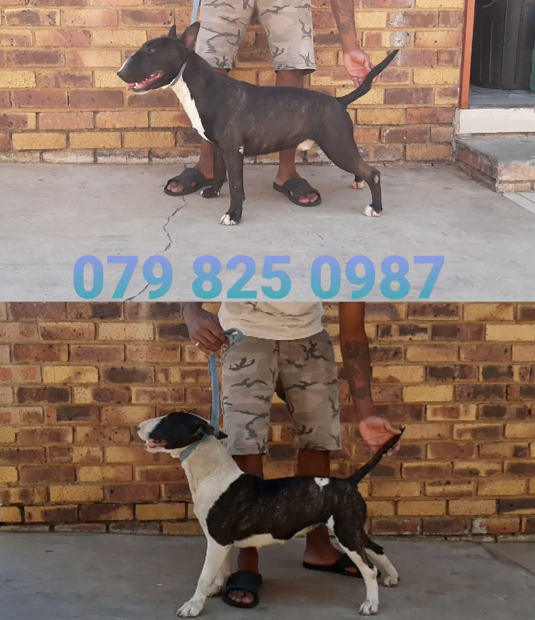 Bull Terrier Puppies in Johannesburg (18/10/2021)
