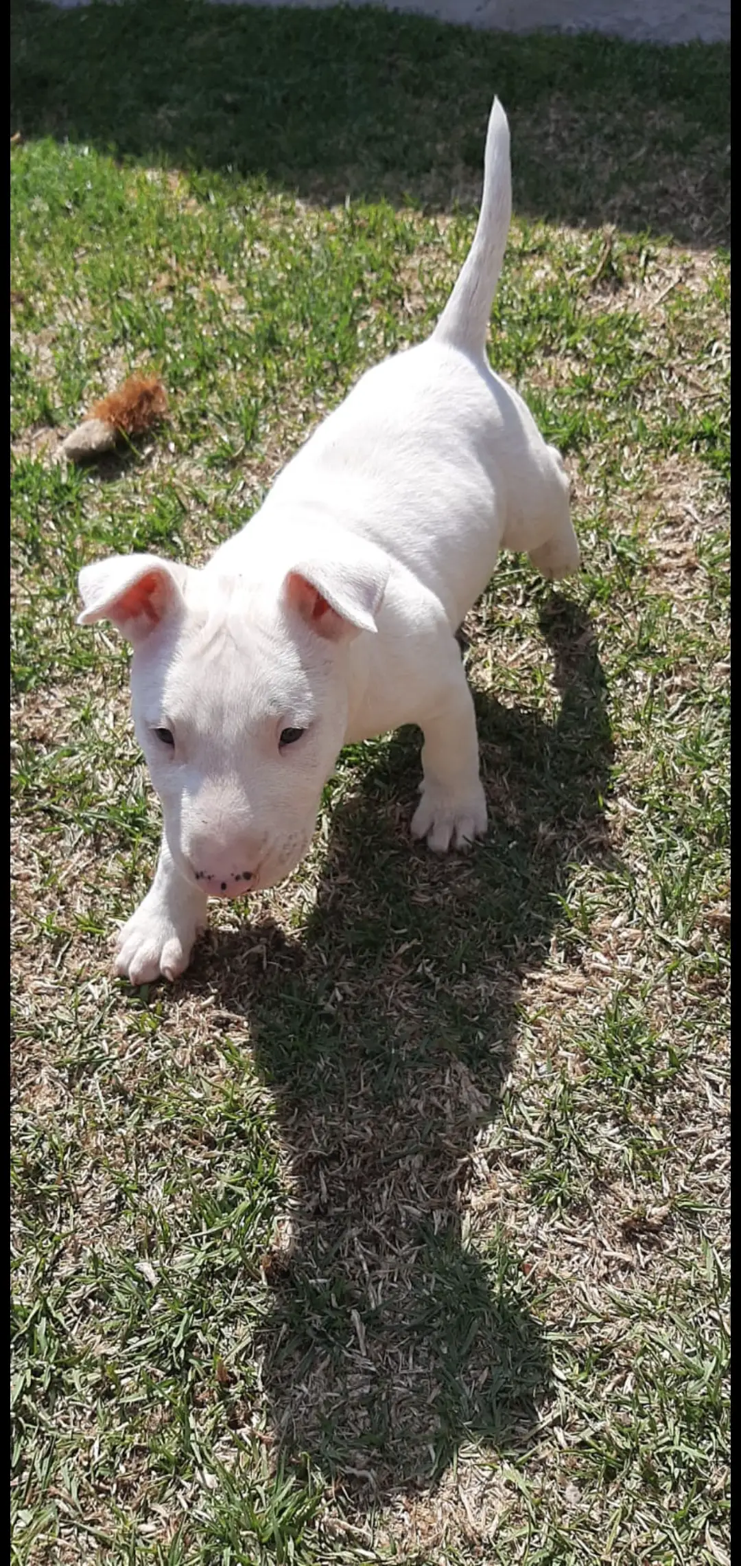 Bull Terrier Puppies in East Rand (26/10/2021)