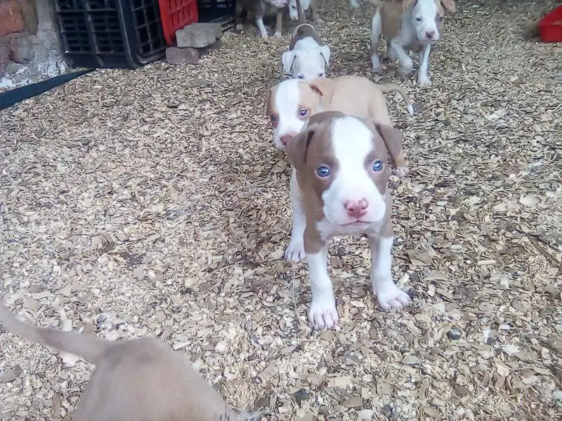Pitbull Puppies in Hartbeespoort (02/10/2021)