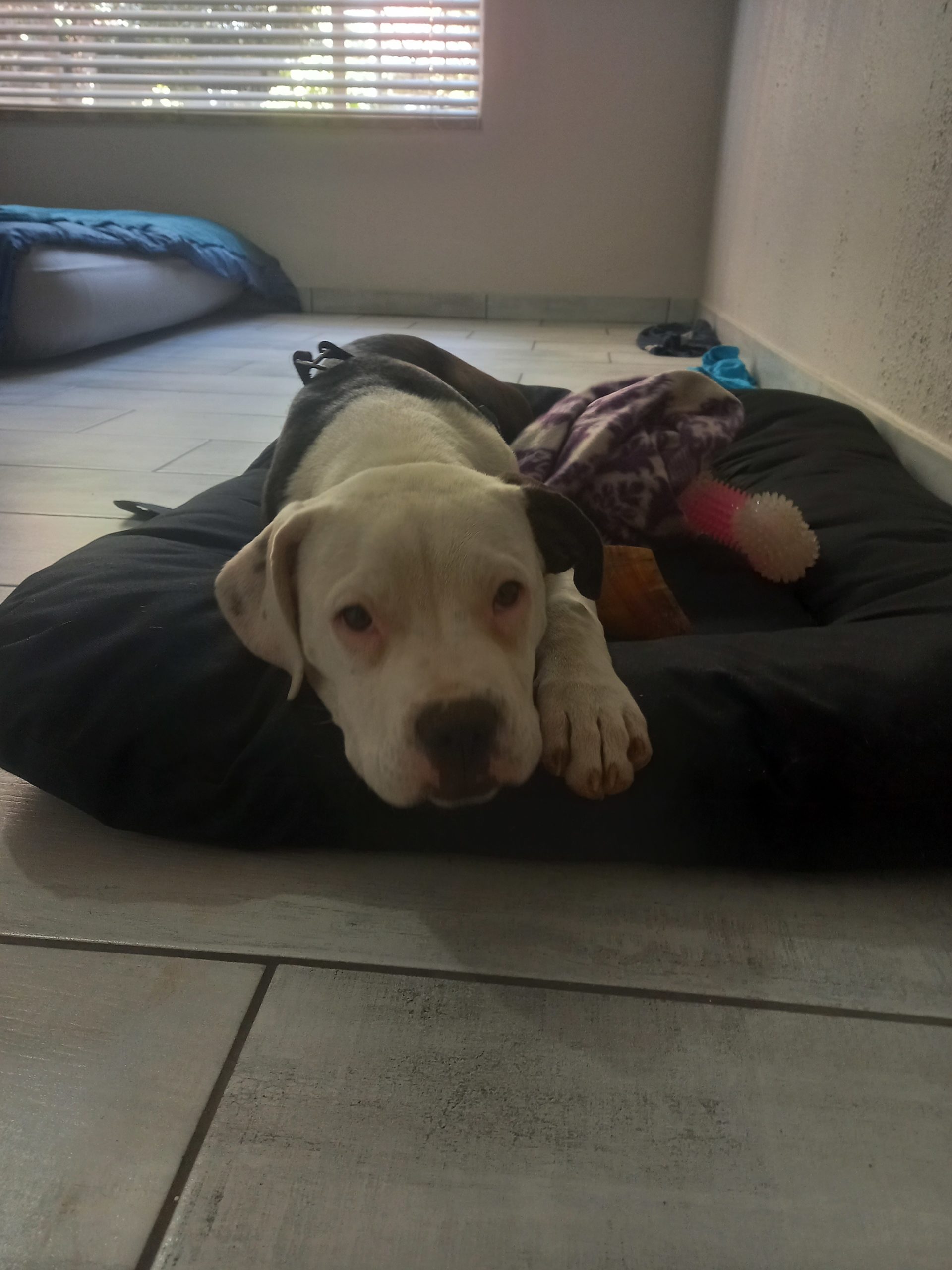 Pitbull Puppies in East Rand (15/10/2021)