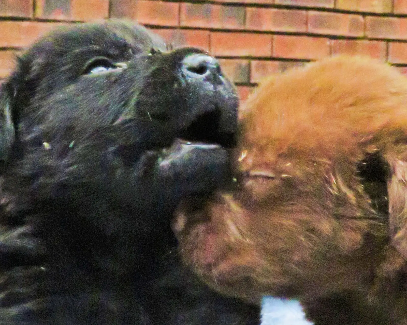 Labrador Puppies in Johannesburg (26/10/2021)