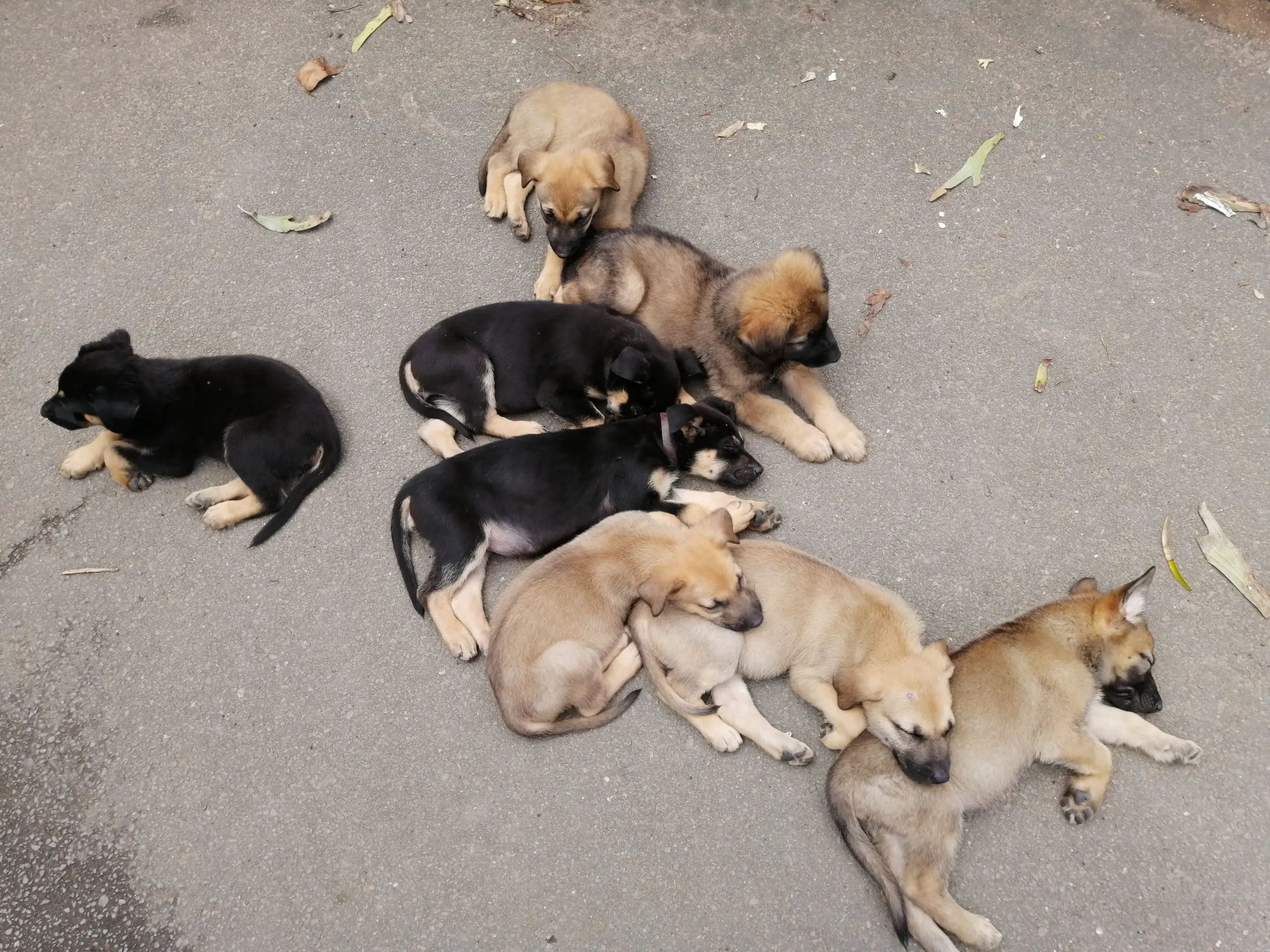 German Sheperd Puppies in Kwazulu Natal (28/10/2021)