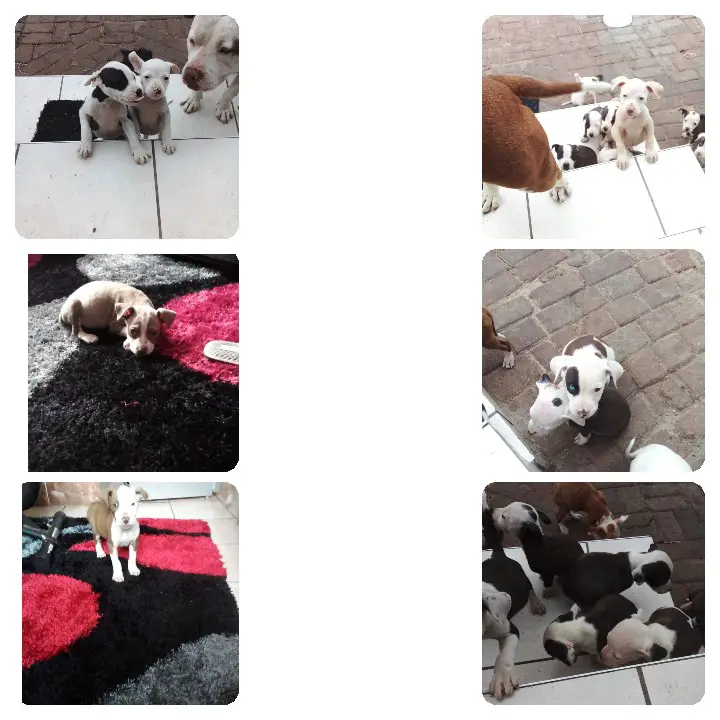 Pitbull Puppies in Johannesburg (26/10/2021)