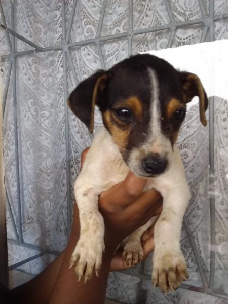 Jack Russell Puppies in East Rand (02/10/2021)
