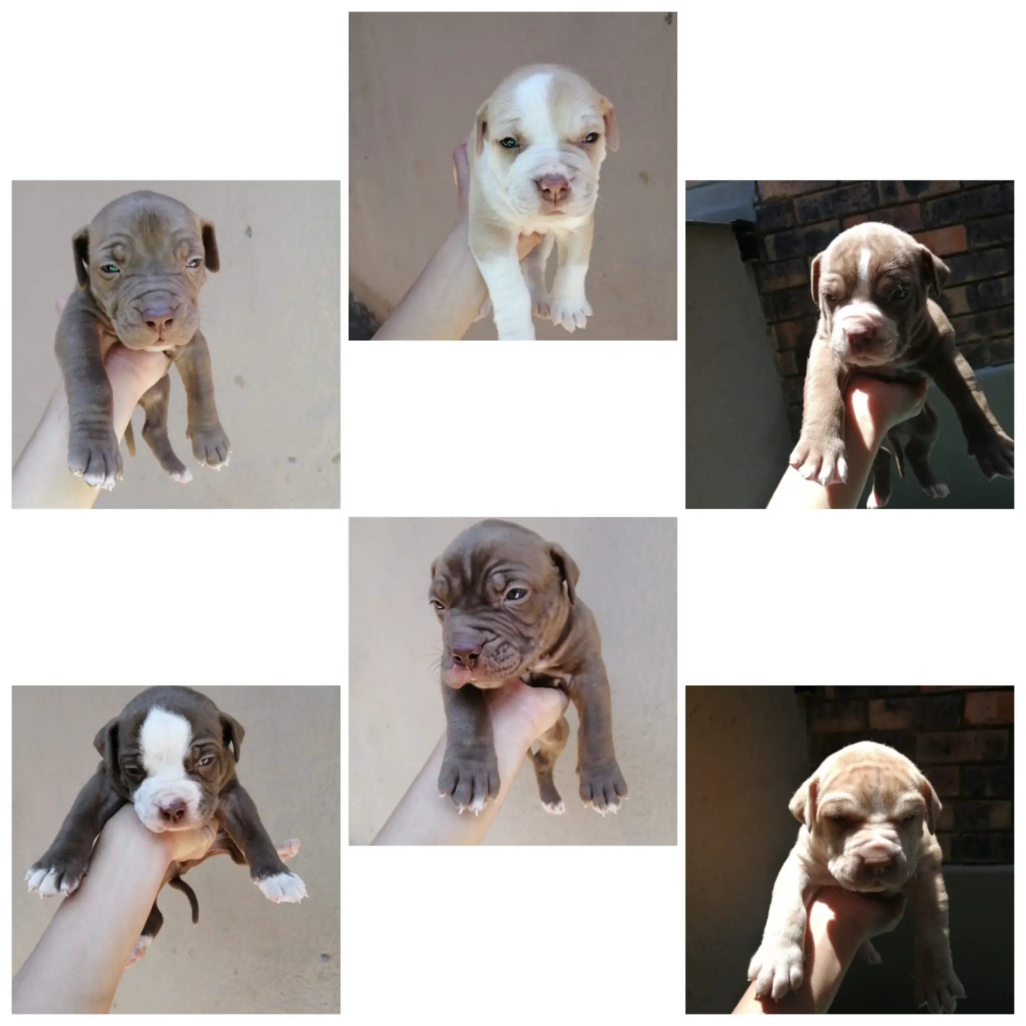 Pitbull Puppies in Johannesburg (03/11/2021)