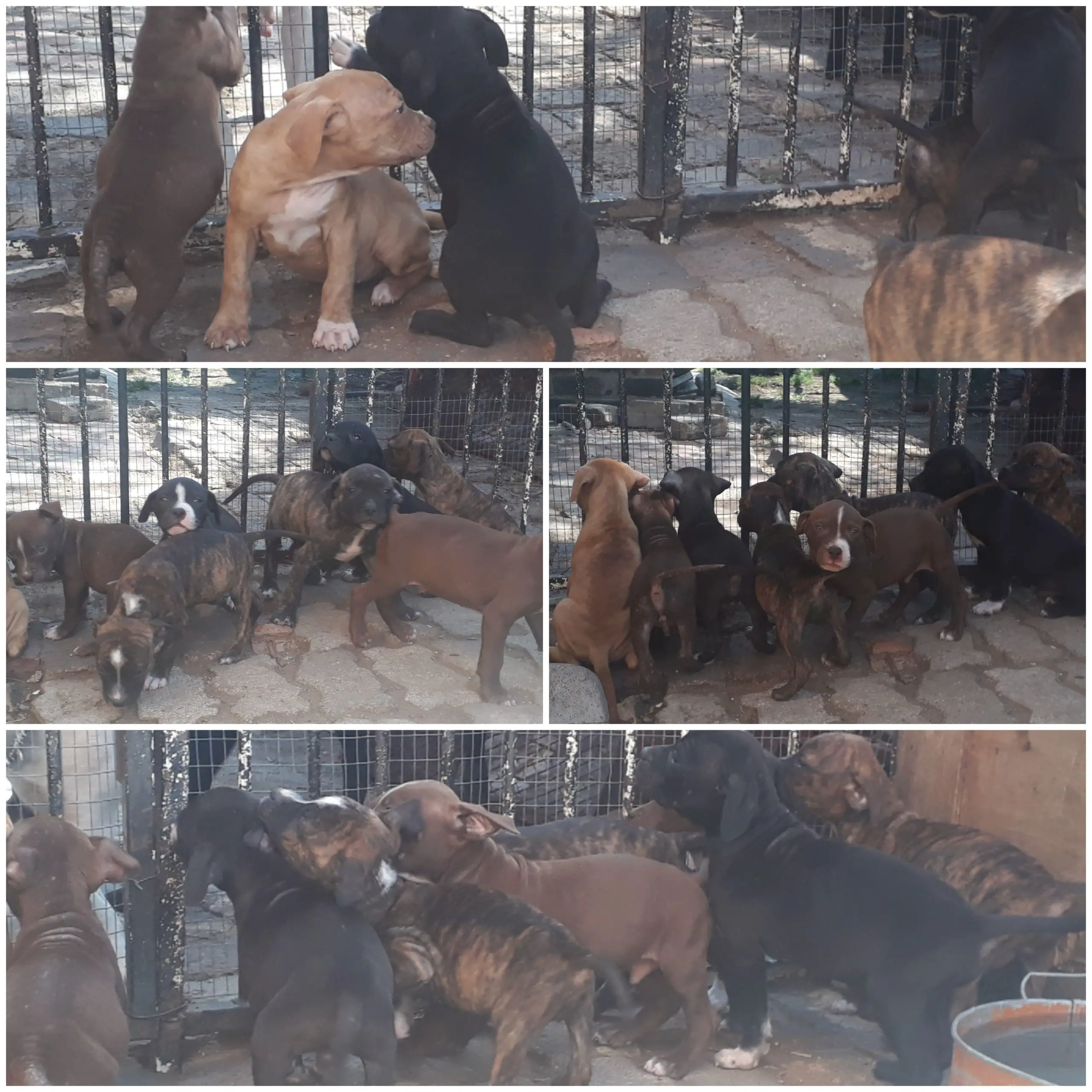 Pitbull Puppies in East Rand (08/11/2021)