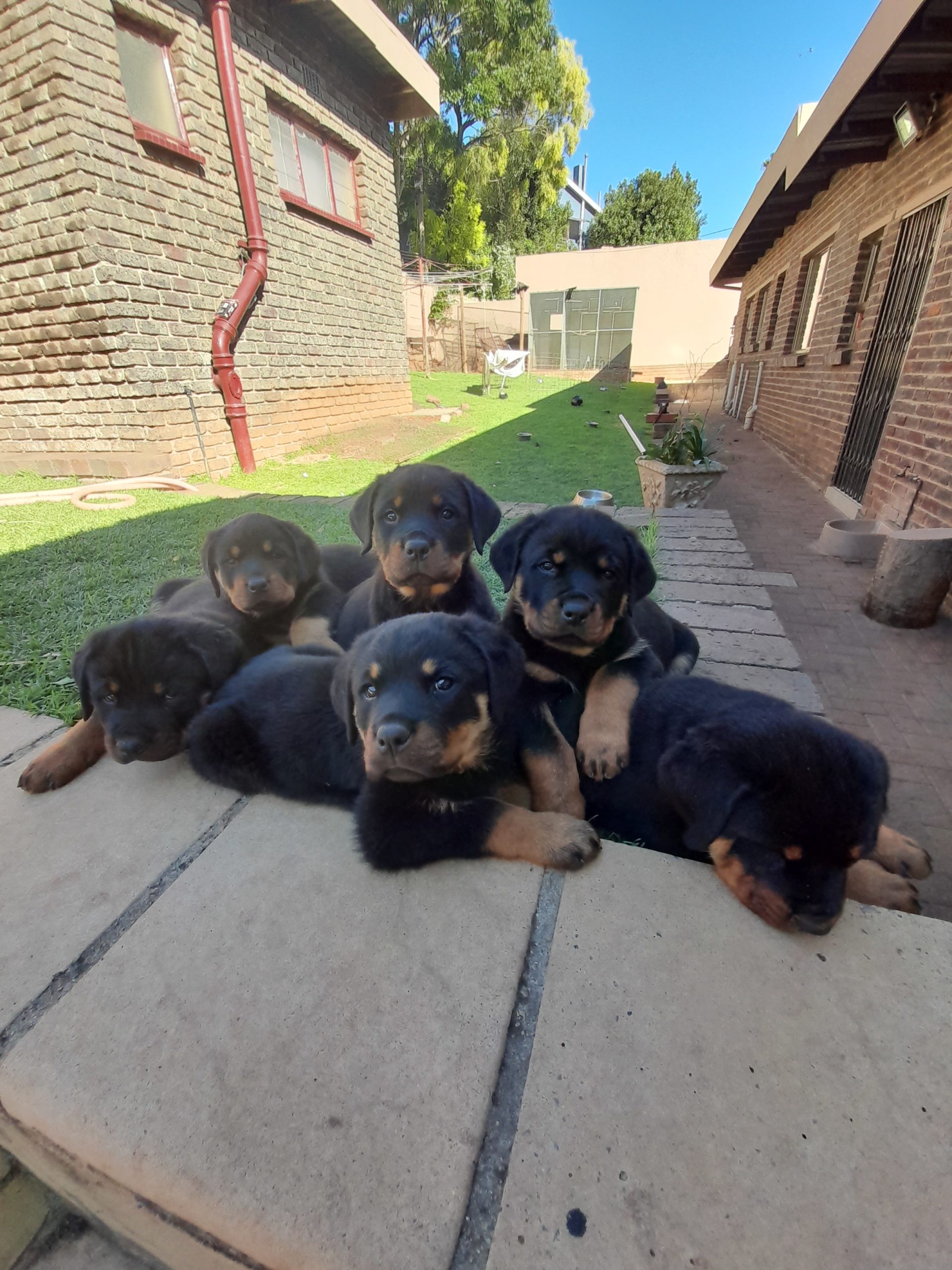 Rottweiler Puppies in Johannesburg (03/11/2021)