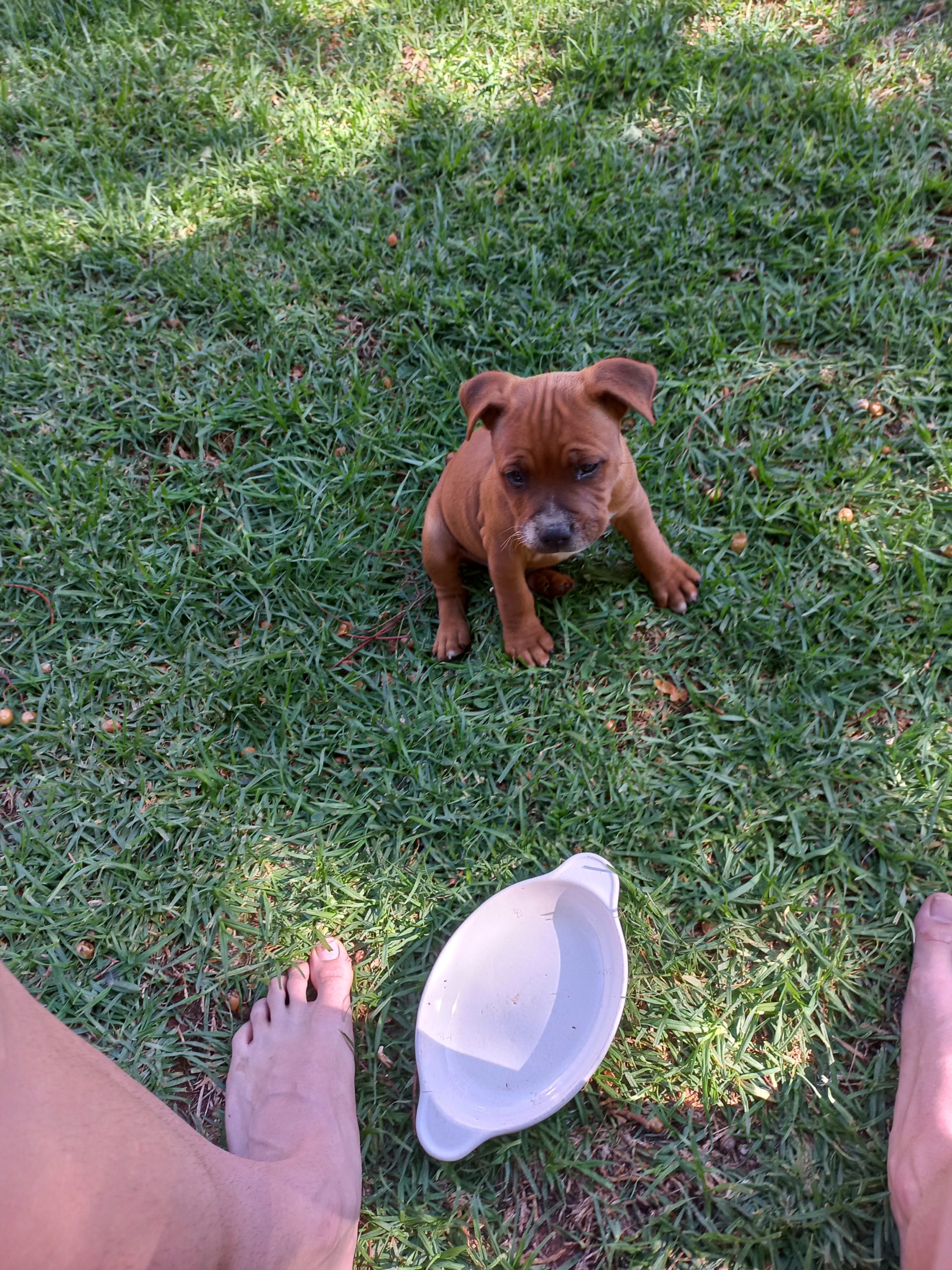 Staffie Puppies in Pretoria (02/11/2021)