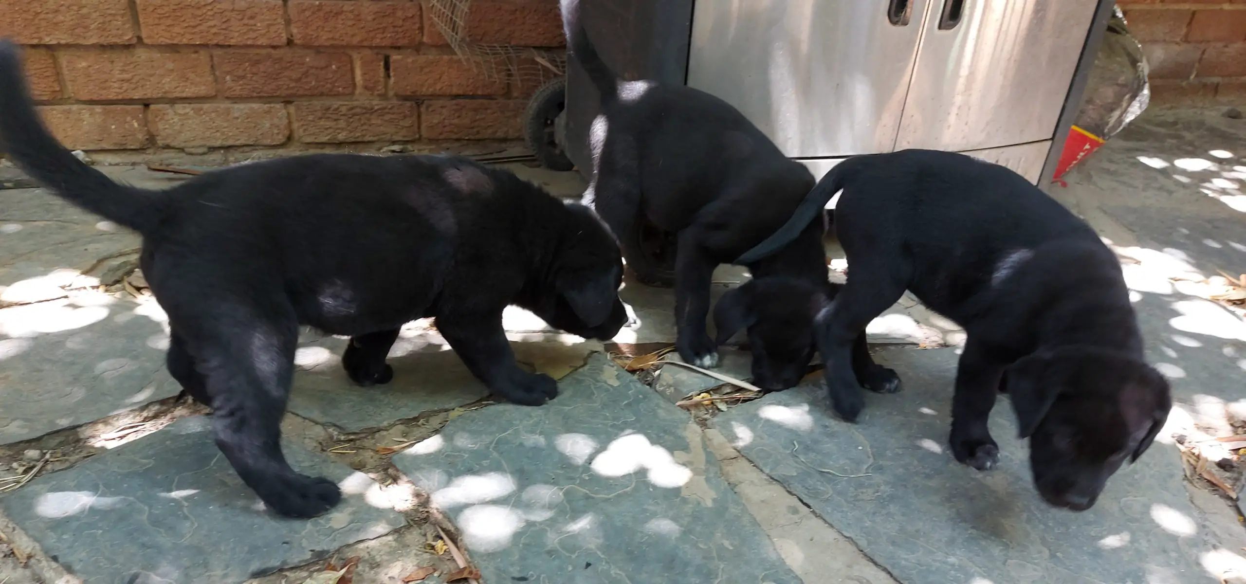 Labrador Puppies in Pretoria (17/11/2021)
