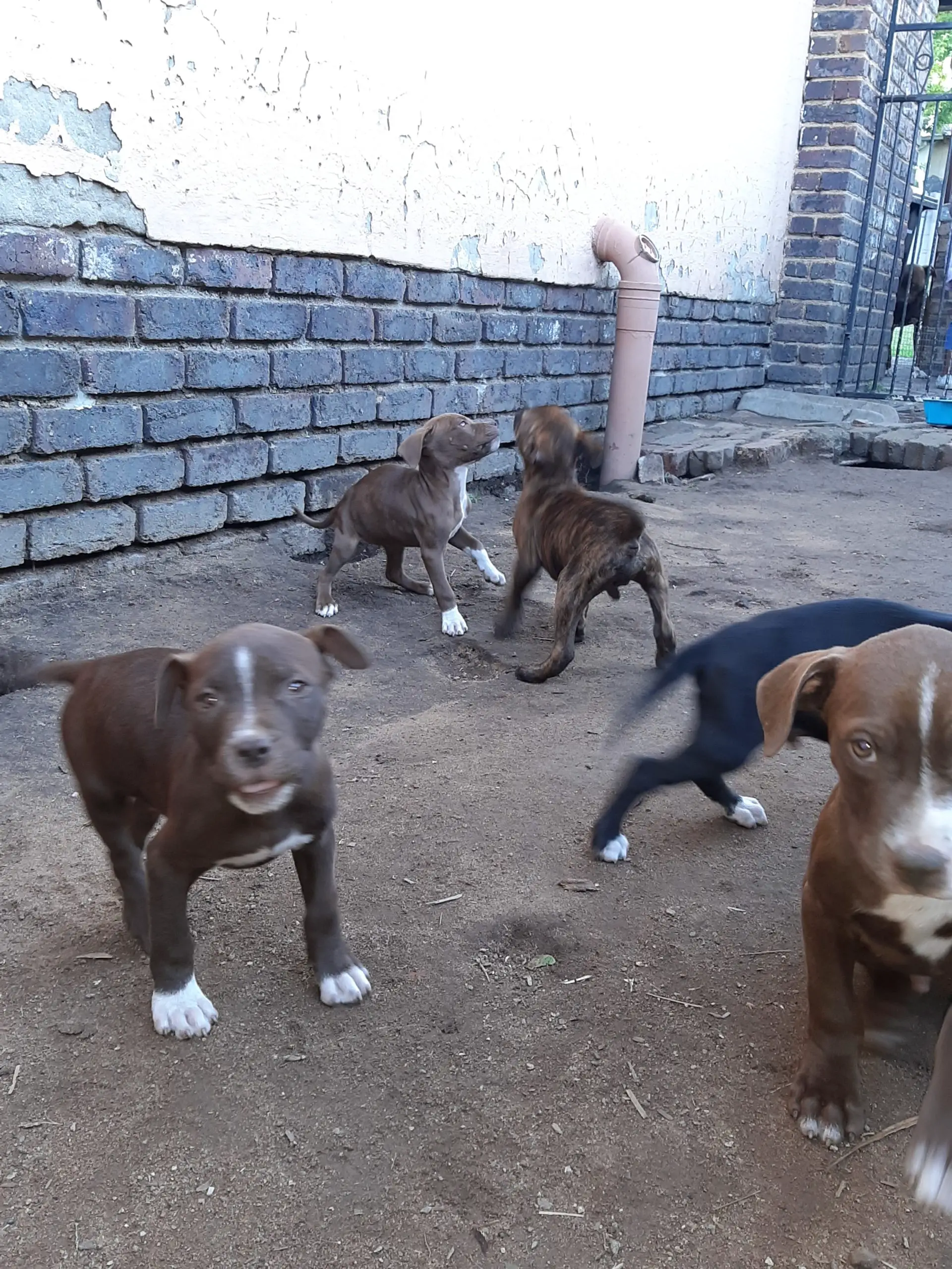 Pitbull Puppies in East Rand (21/11/2021)