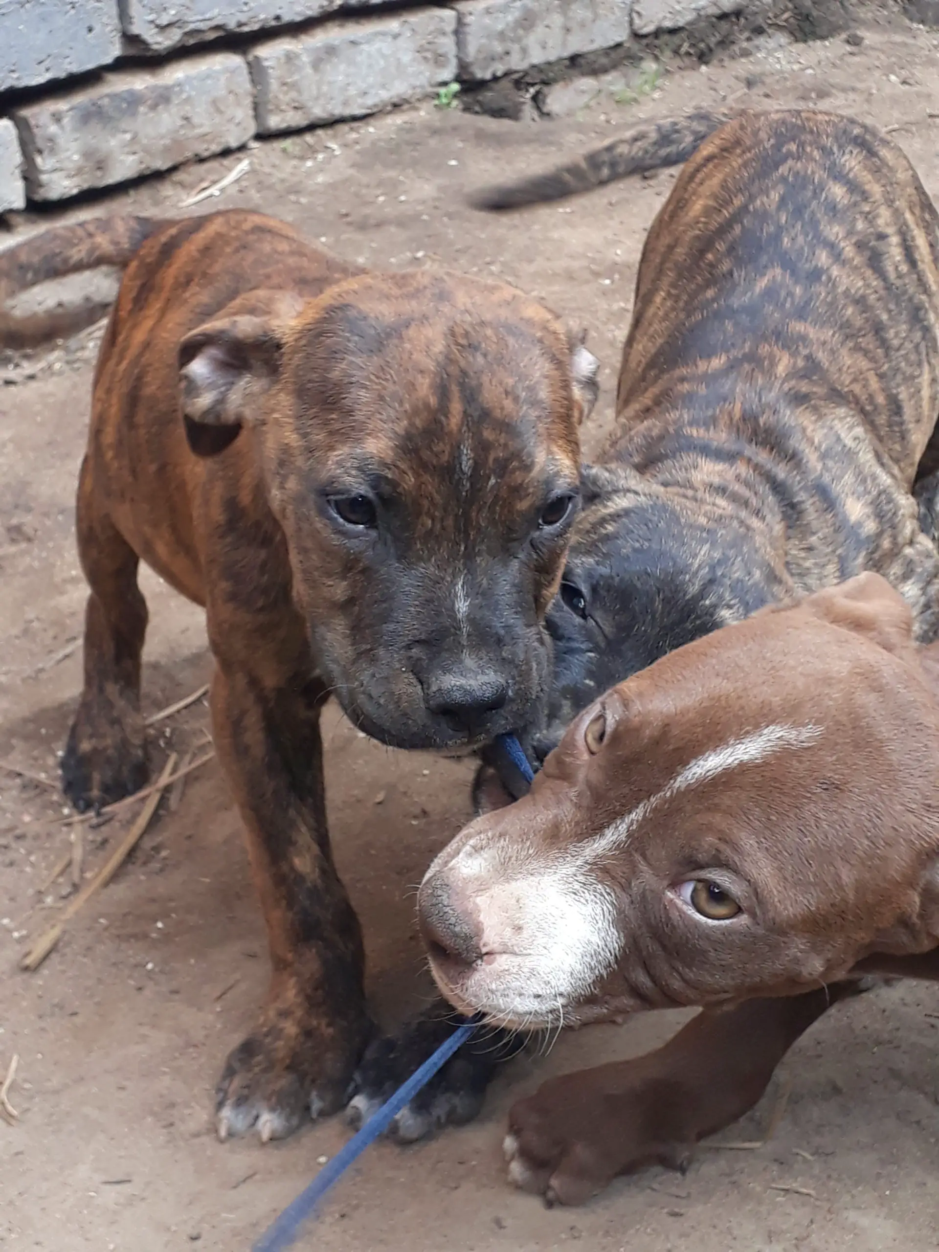Pitbull Puppies in East Rand (30/11/2021)