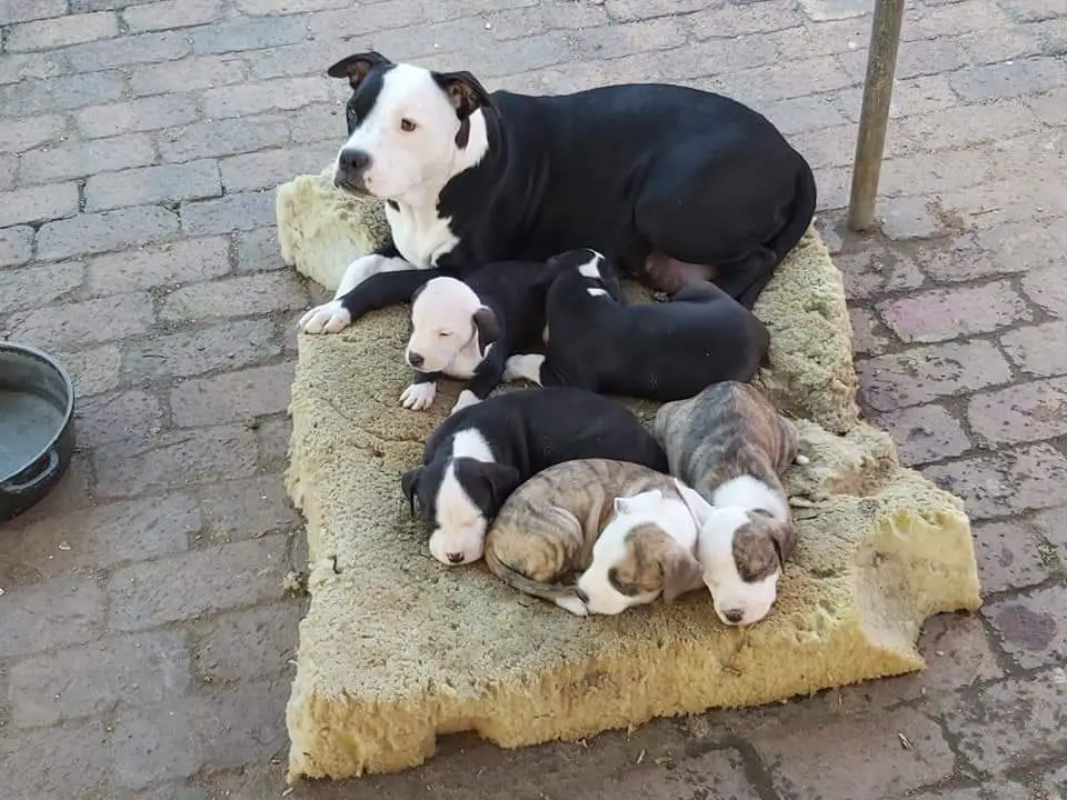 Pitbull Puppies in Johannesburg (22/11/2021)