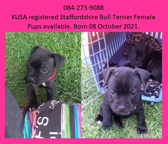 Staffie Puppies in East Rand (17/11/2021)