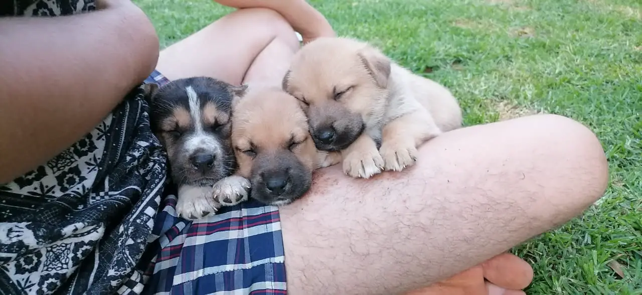 Terrier Puppies in Pretoria (02/11/2021)