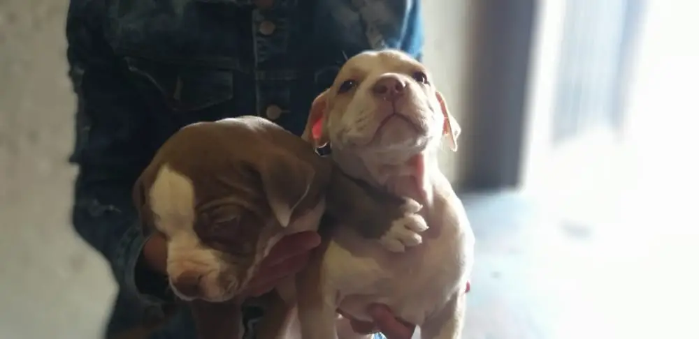 Pitbull Puppies in Johannesburg (05/11/2021)