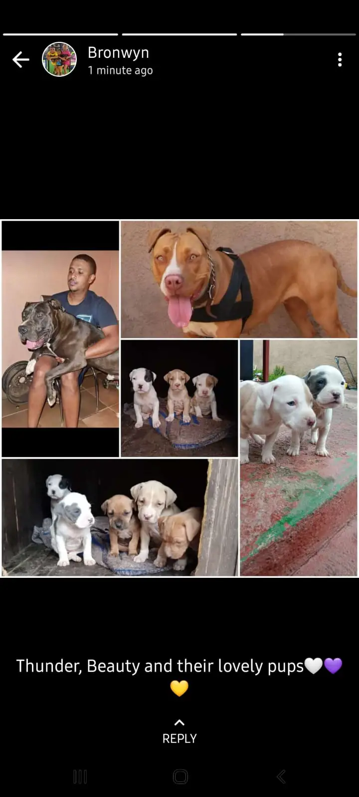 Pitbull Puppies in Johannesburg (27/11/2021)