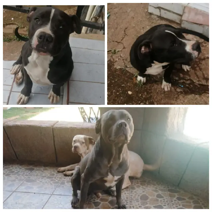 Pitbull Puppies in Johannesburg (28/11/2021)